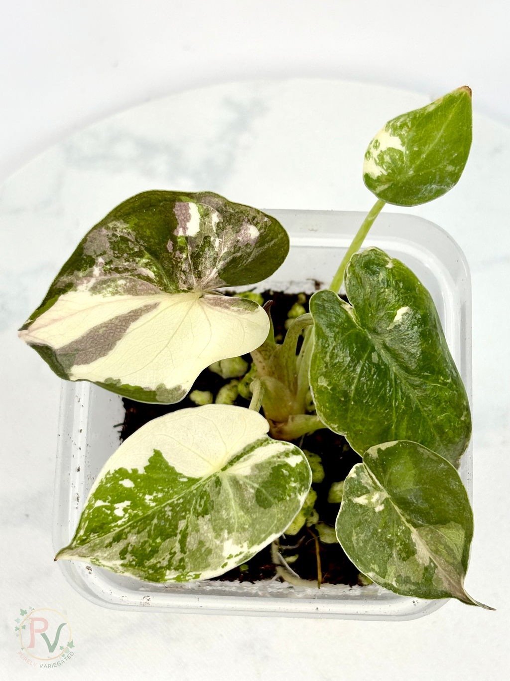 Pink Albo Wentii Alocasia 2