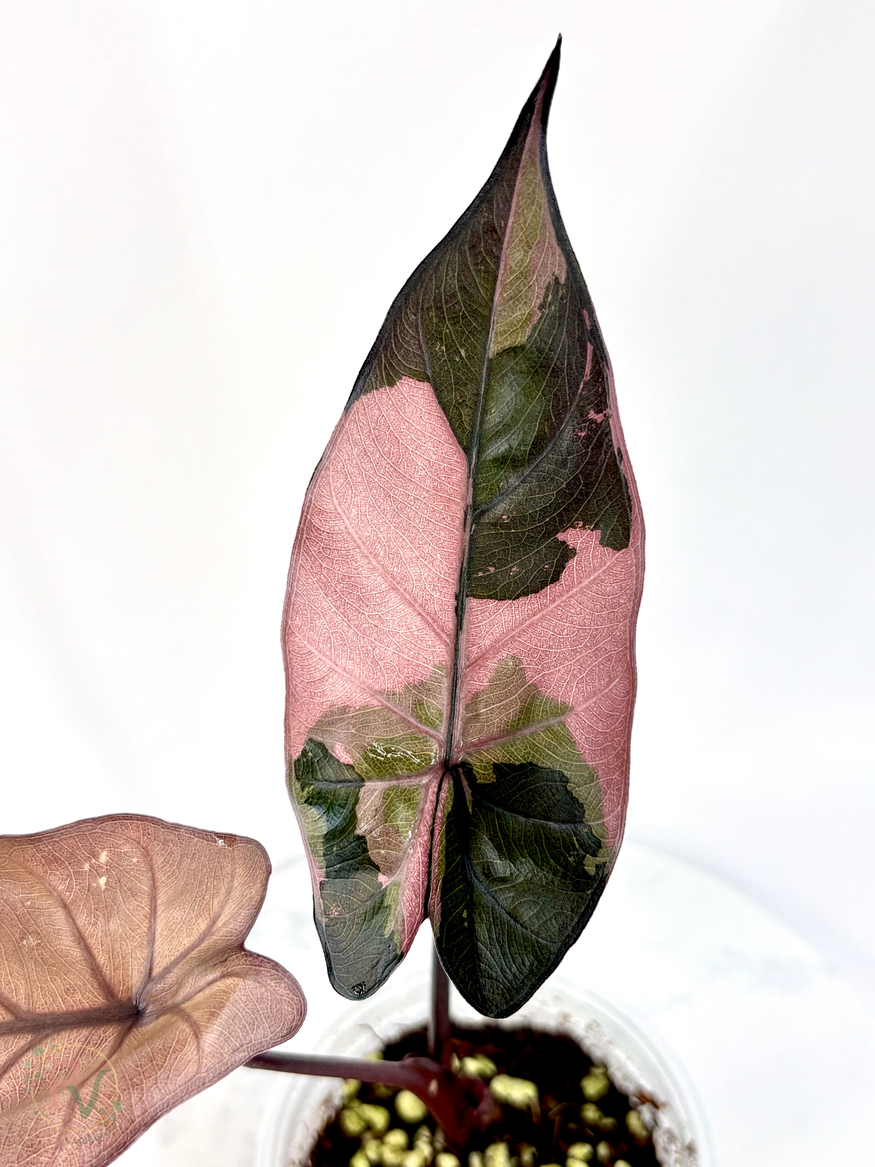 Pink Yucatan Princess Black Stem EU Strain Alocasia - Teen Size