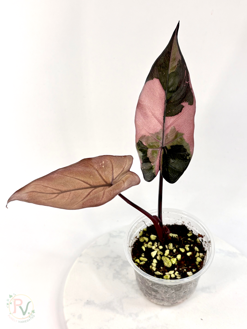 Pink Yucatan Princess Black Stem EU Strain Alocasia - Teen Size