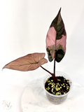 Pink Yucatan Princess Black Stem EU Strain Alocasia - Teen Size