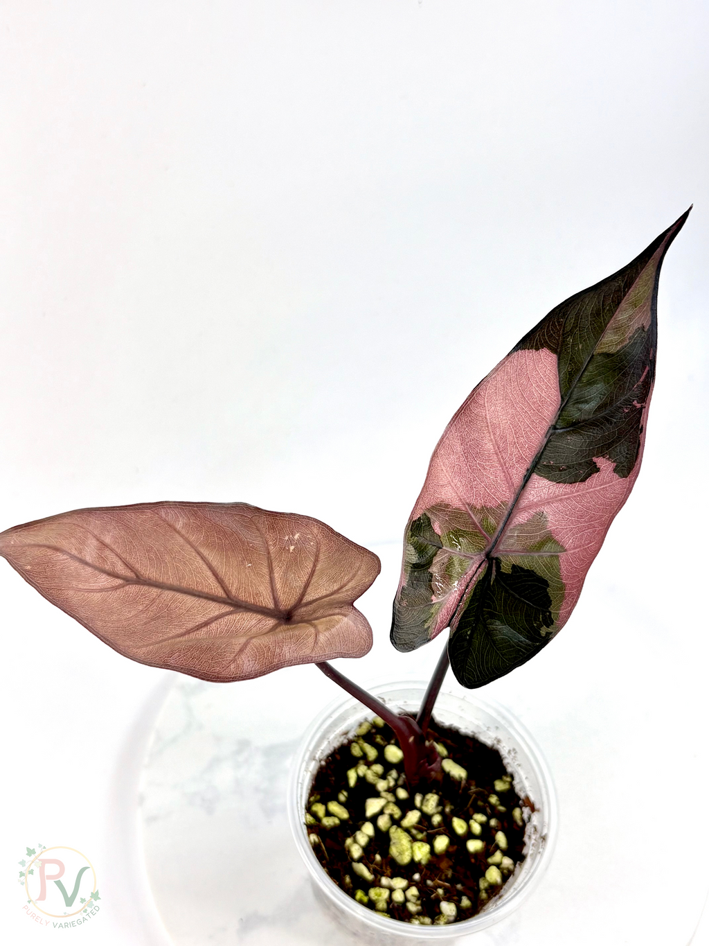 Pink Yucatan Princess Black Stem EU Strain Alocasia - Teen Size