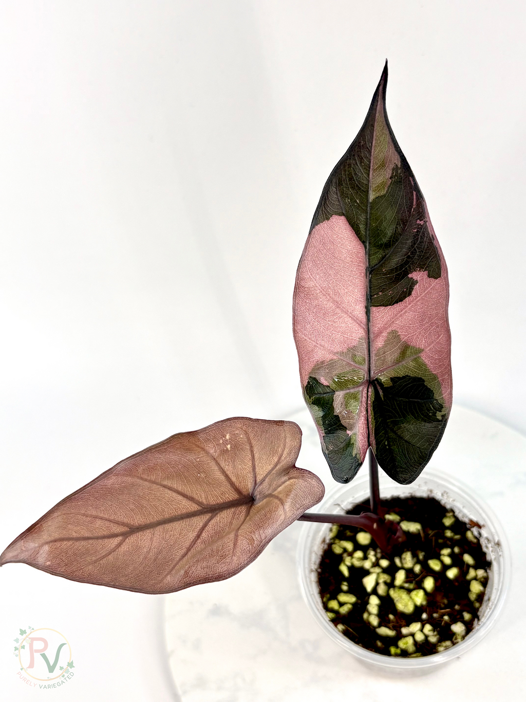 Pink Yucatan Princess Black Stem EU Strain Alocasia - Teen Size