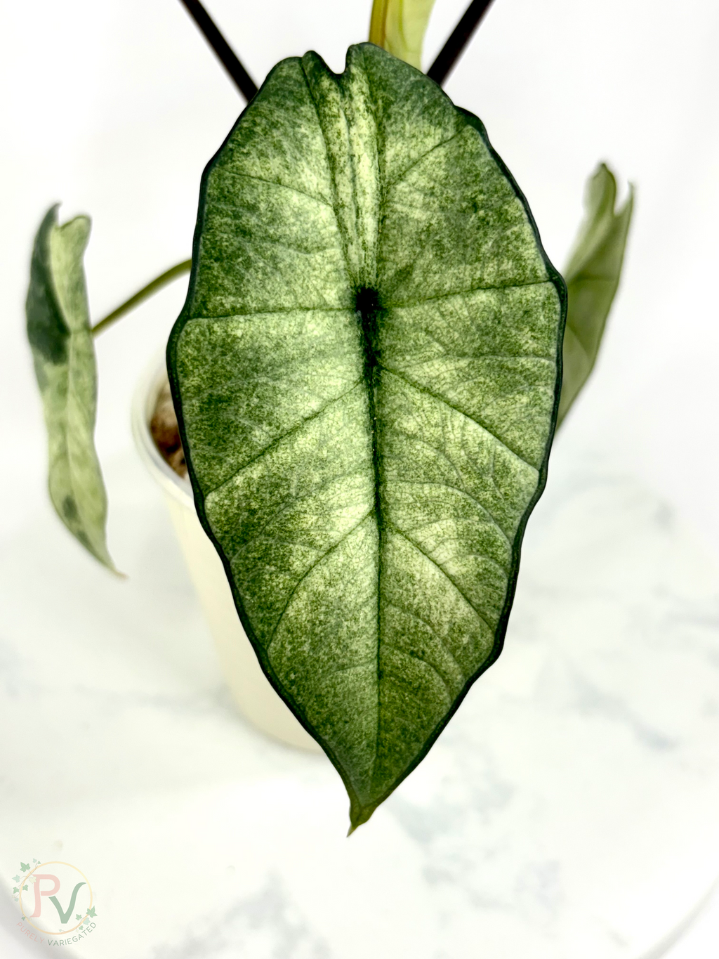 Plastinum Bisma Mint Alocasia - Mother Plant