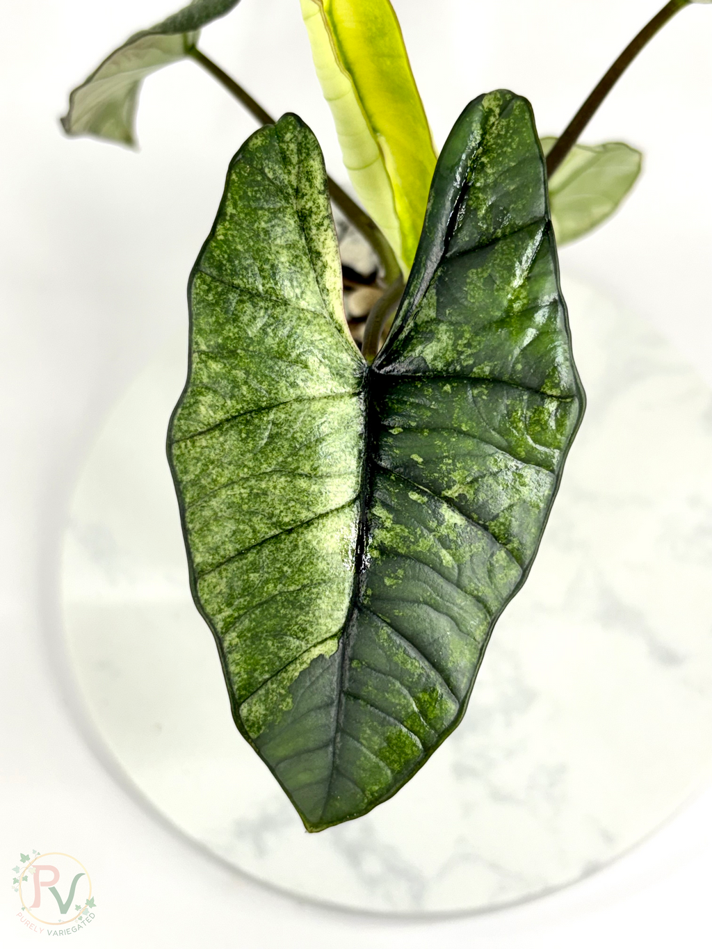 Plastinum Bisma Mint Alocasia - Mother Plant