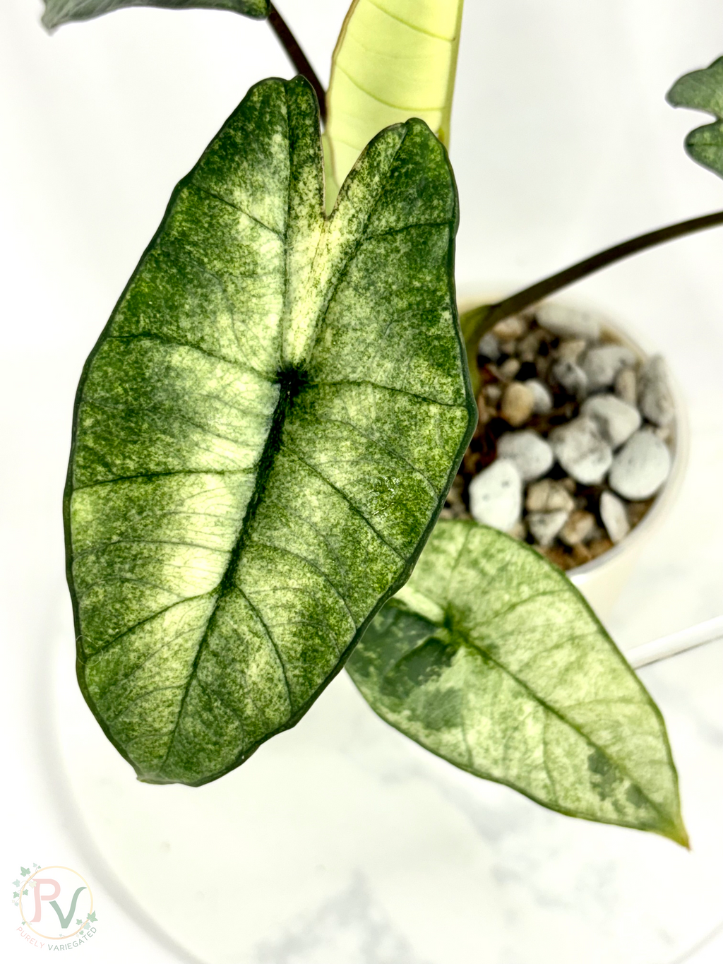 Plastinum Bisma Mint Alocasia - Mother Plant