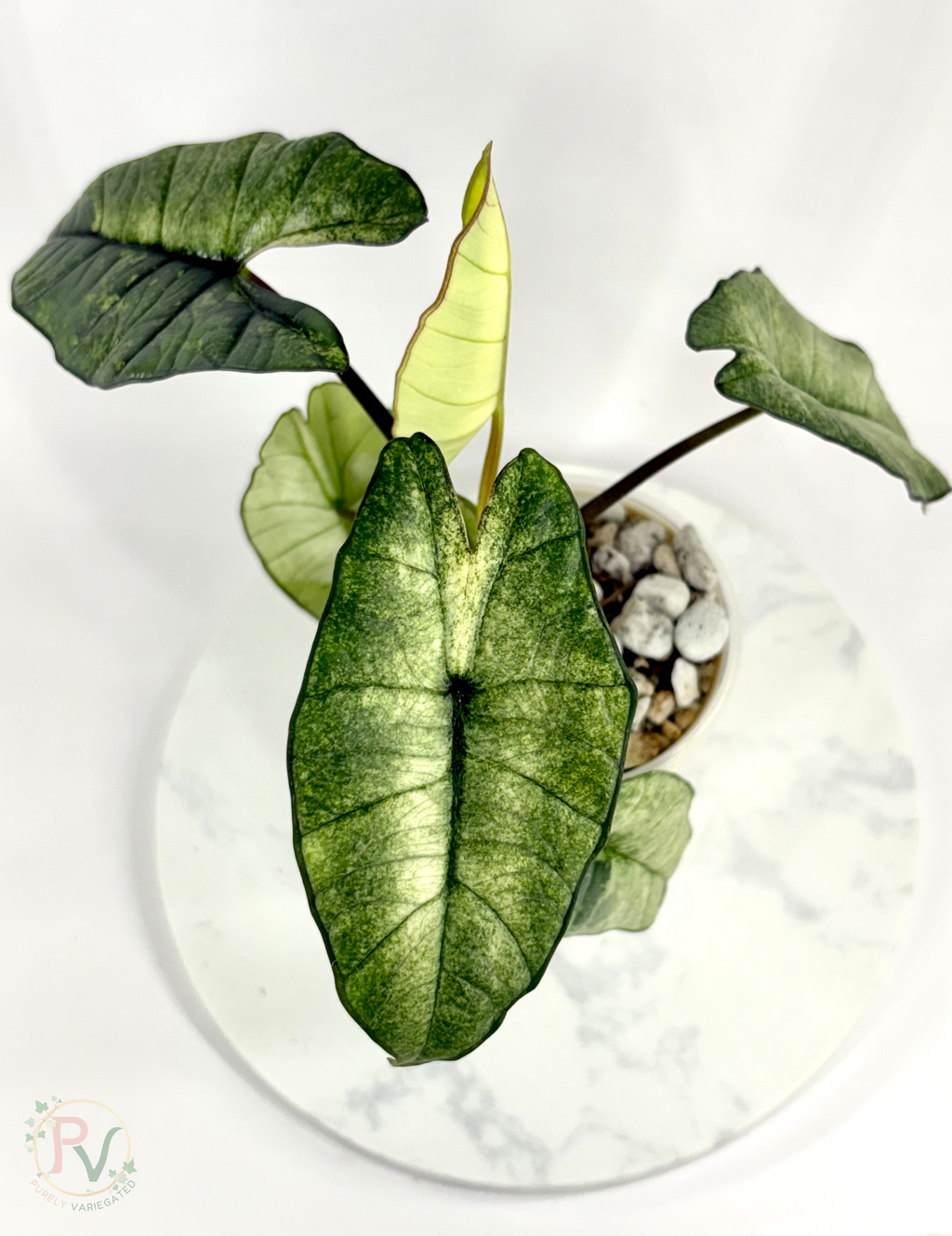 Plastinum Bisma Mint Alocasia - Mother Plant
