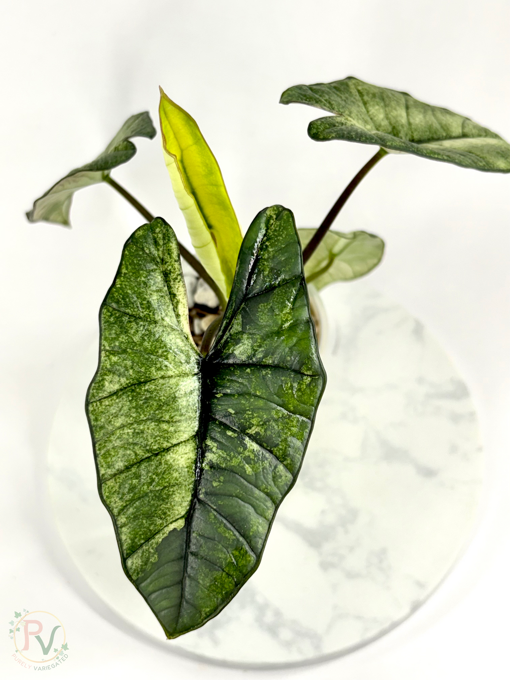 Plastinum Bisma Mint Alocasia - Mother Plant