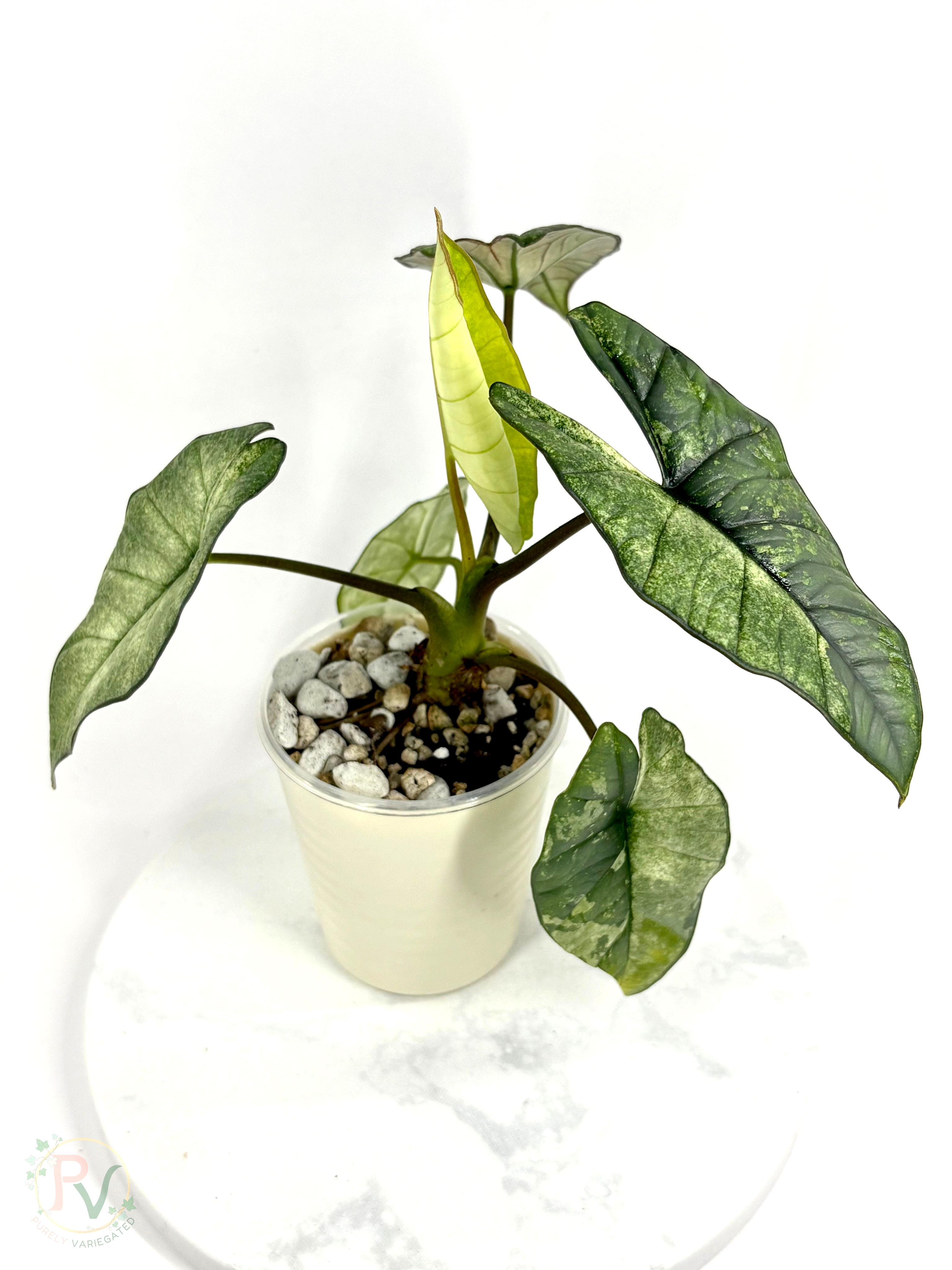 Plastinum Bisma Mint Alocasia - Mother Plant
