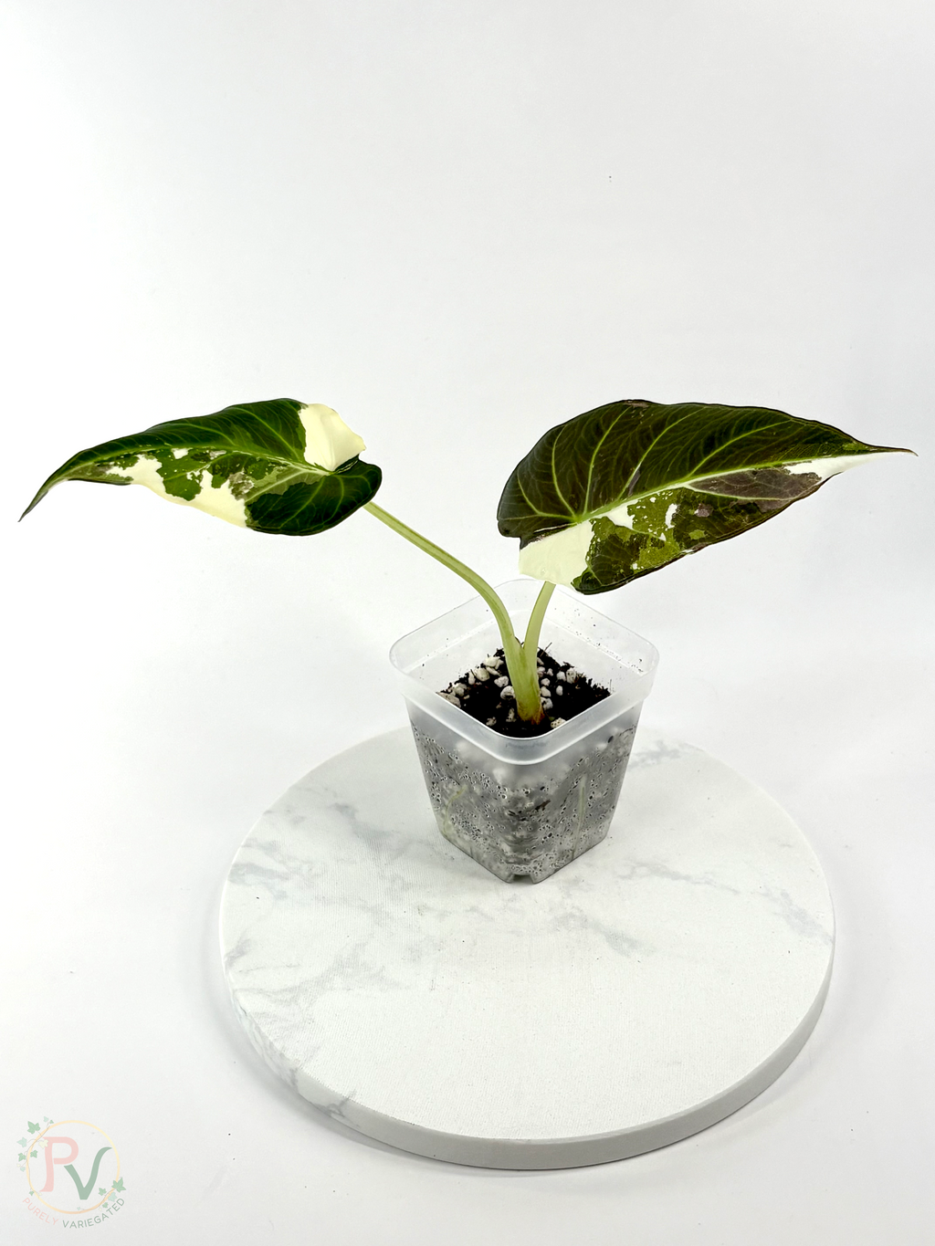 Regal Shield True Albo Alocasia 1 - Teen Size