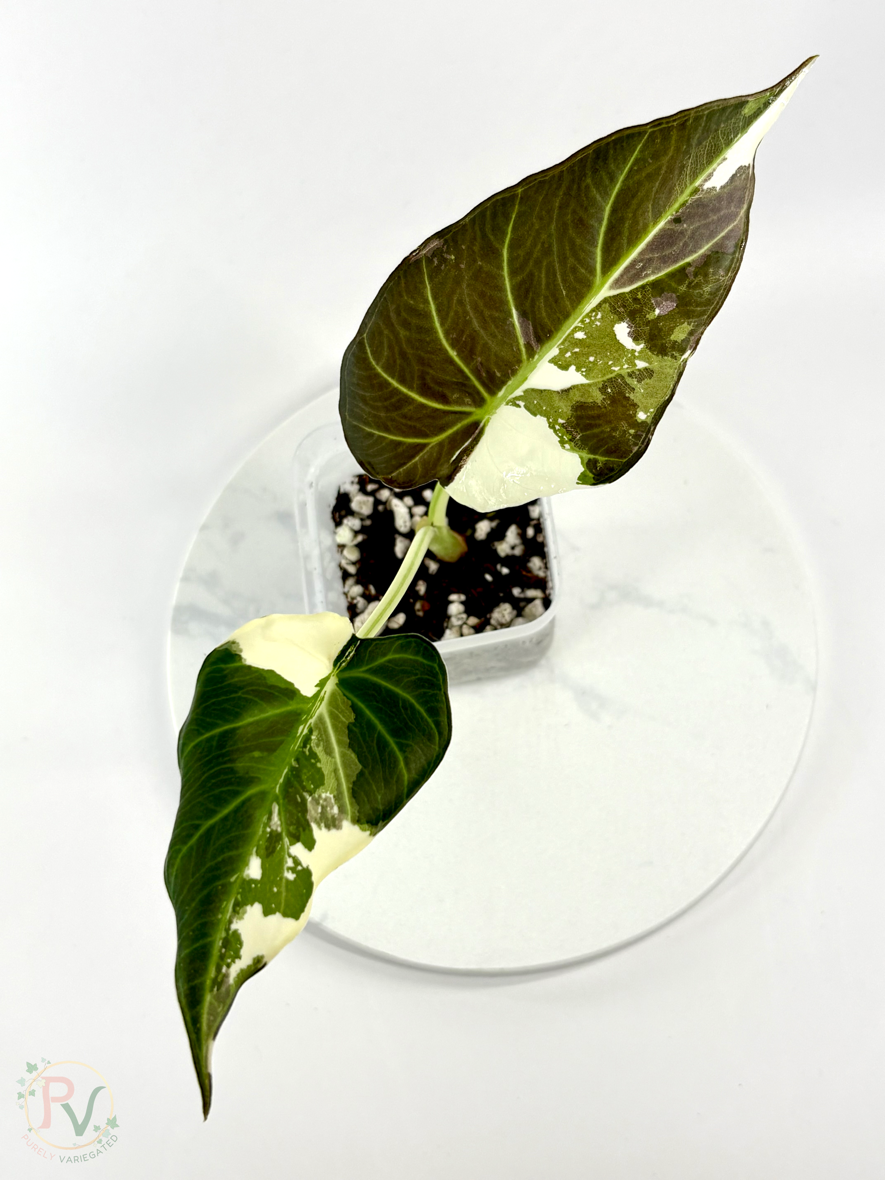 Regal Shield True Albo Alocasia 1 - Teen Size