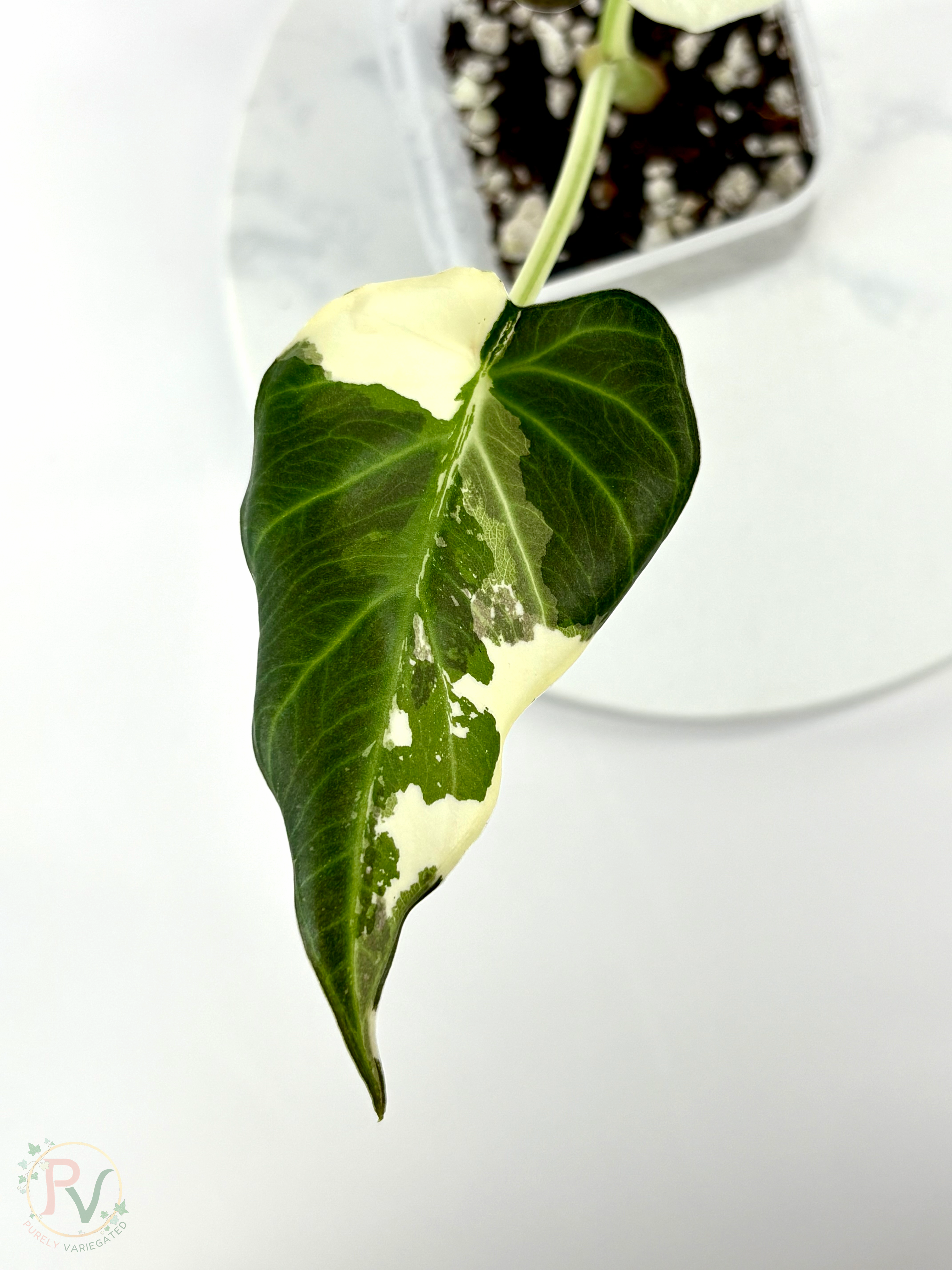Regal Shield True Albo Alocasia 1 - Teen Size