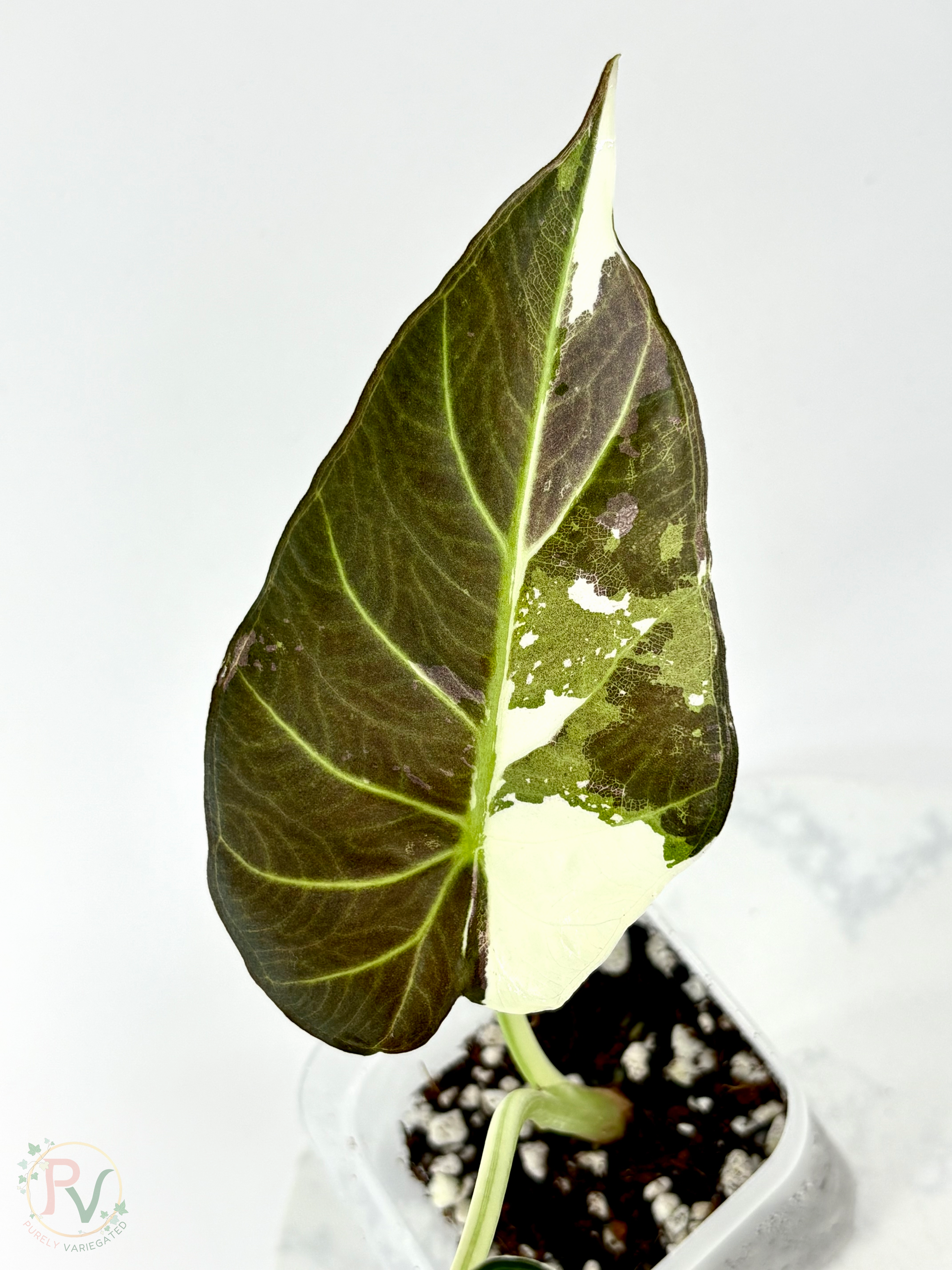 Regal Shield True Albo Alocasia 1 - Teen Size