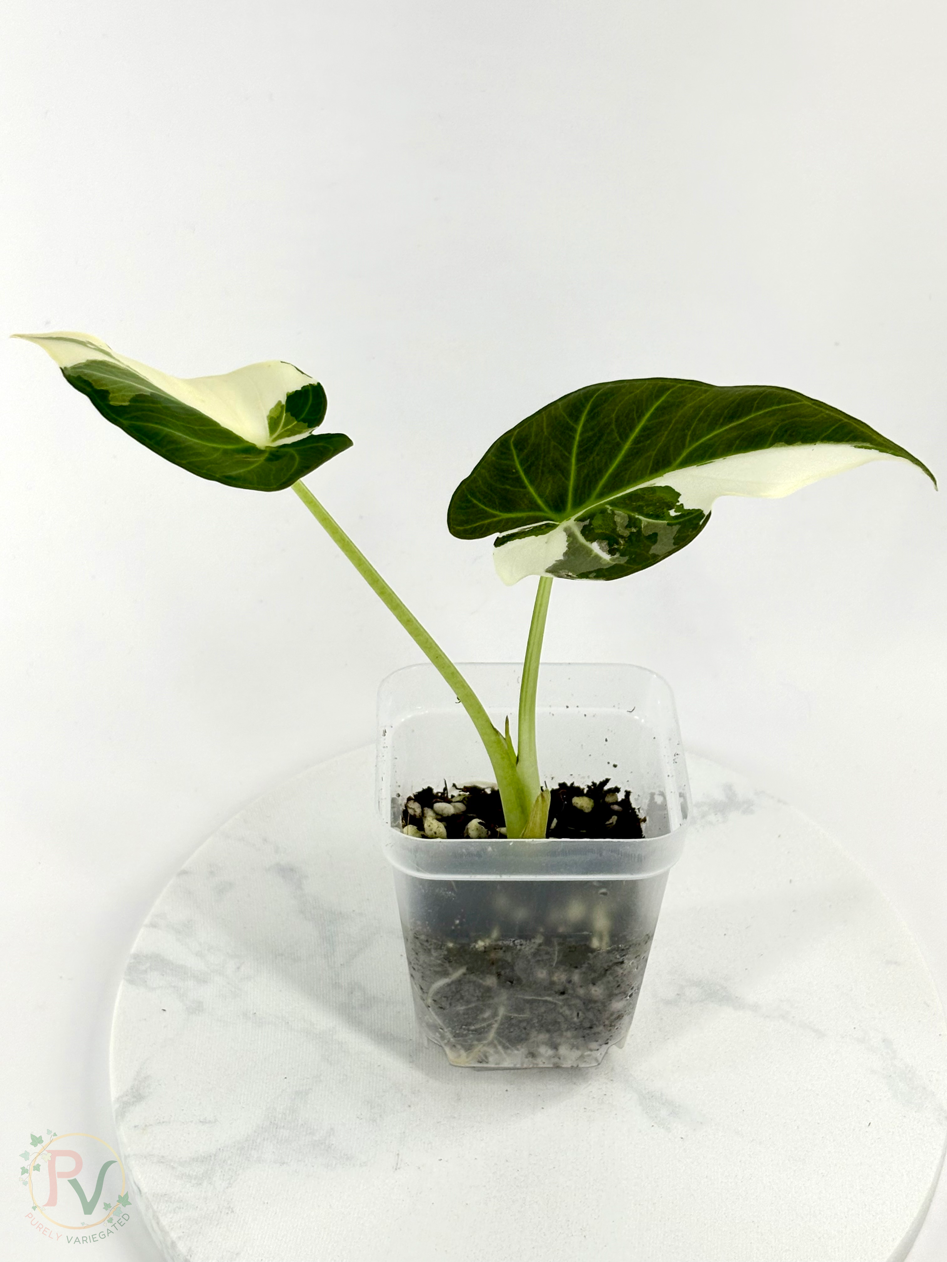 Regal Shield True Albo Alocasia 2 - Teen Size