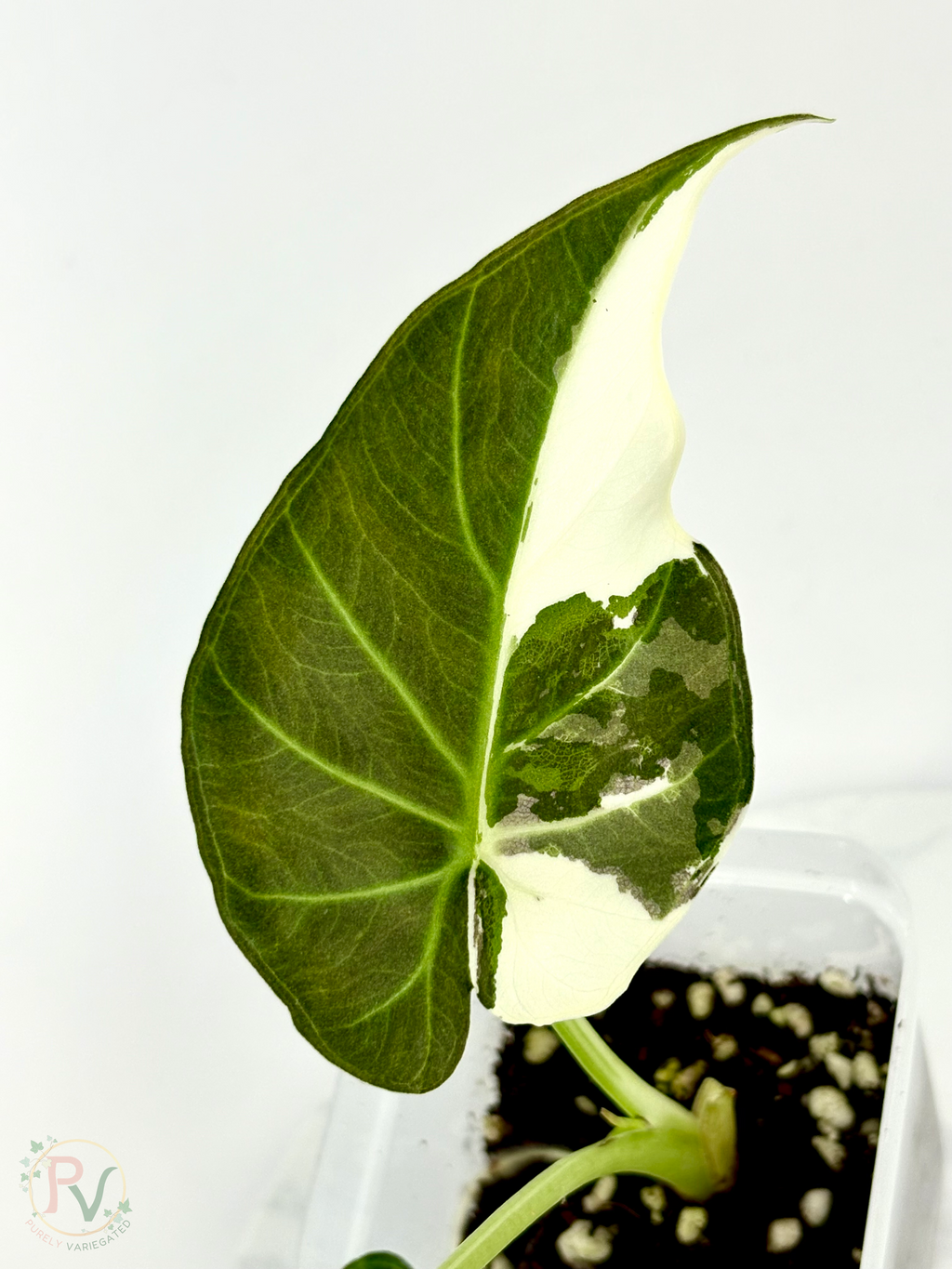Regal Shield True Albo Alocasia 2 - Teen Size