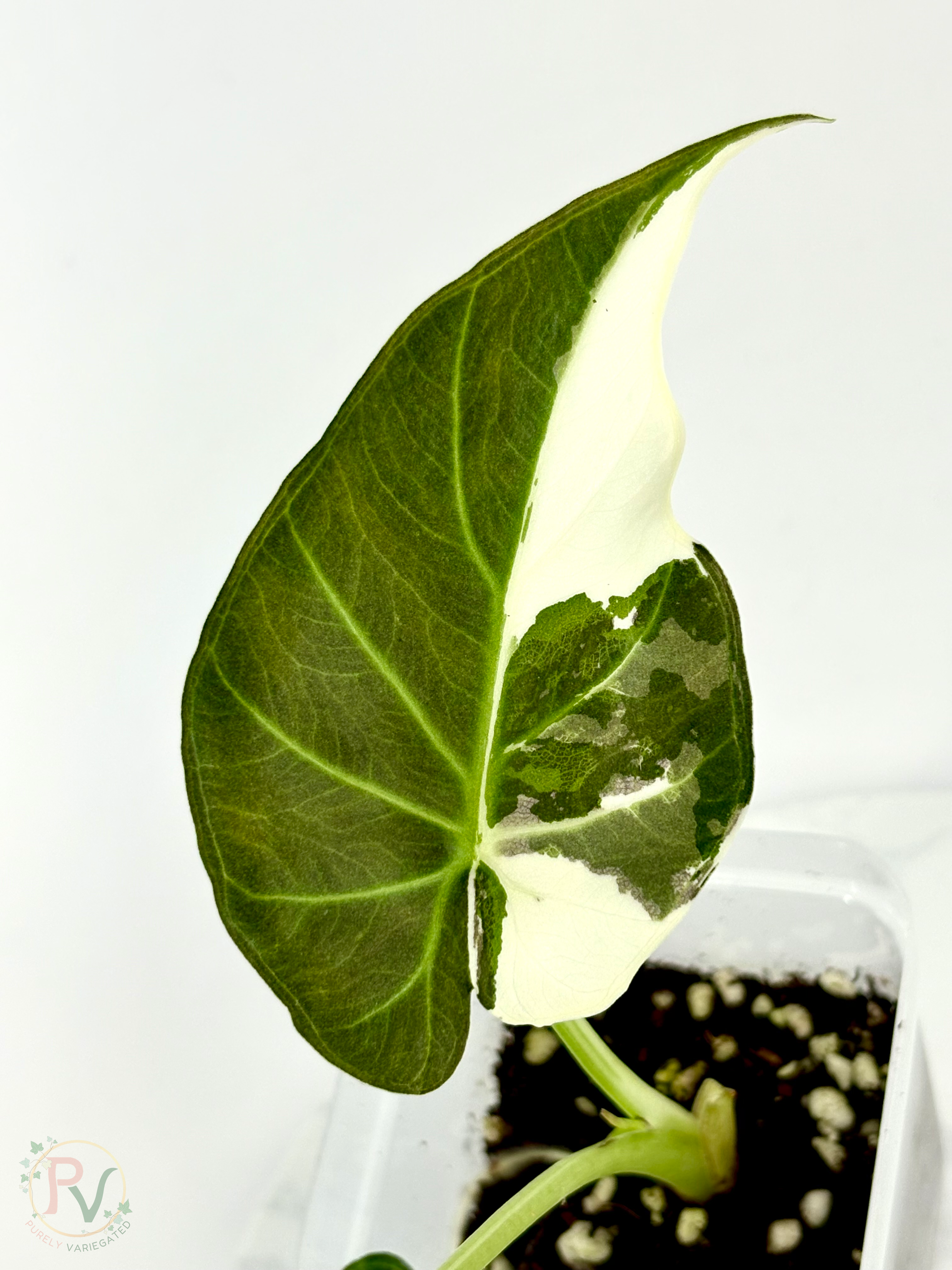 Regal Shield True Albo Alocasia 2 - Teen Size