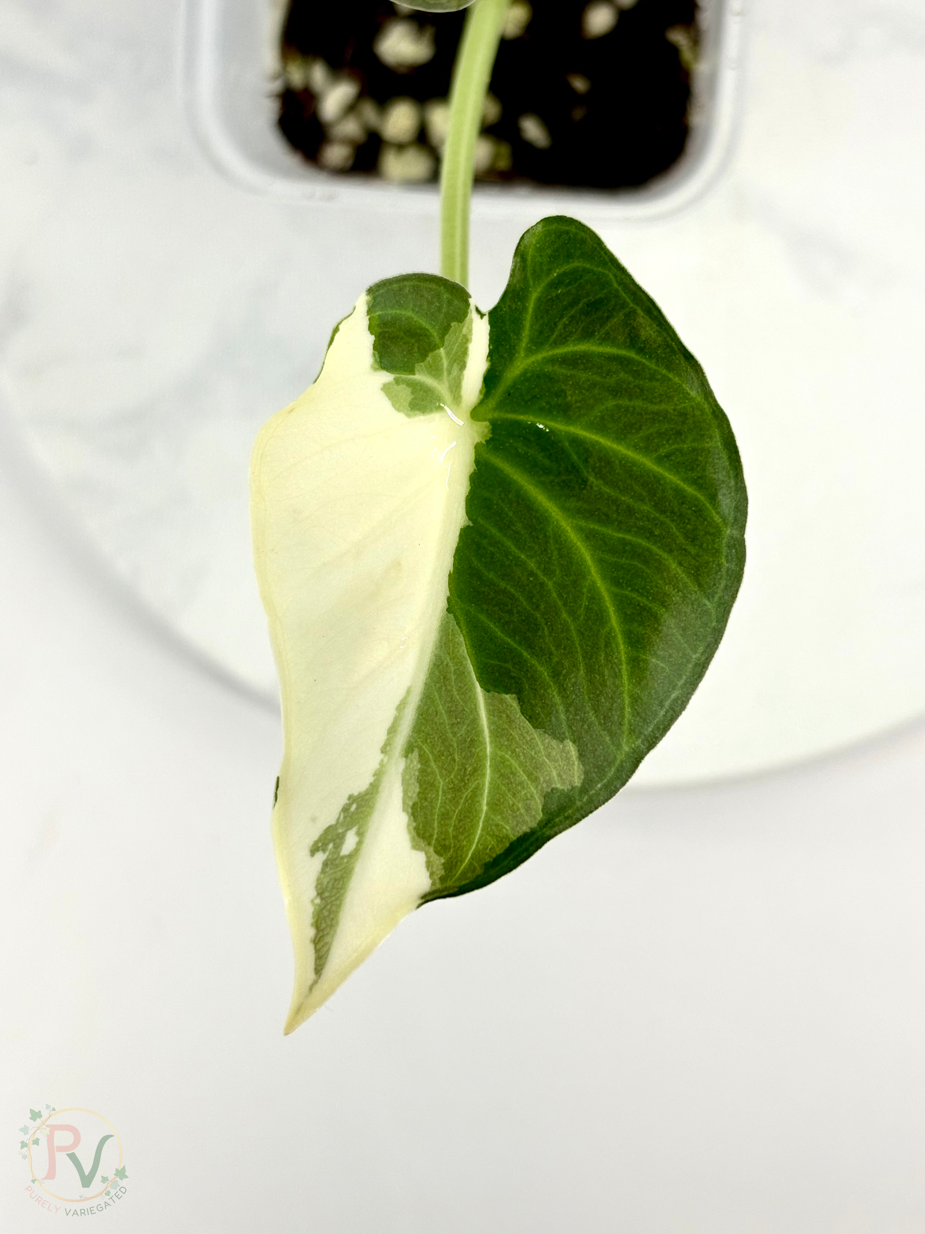 Regal Shield True Albo Alocasia 2 - Teen Size