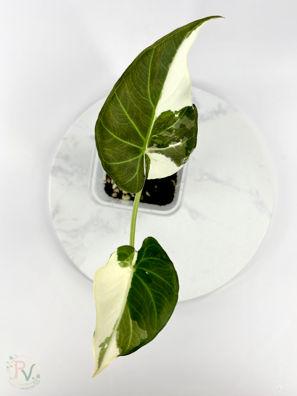 Regal Shield True Albo Alocasia 2 - Teen Size