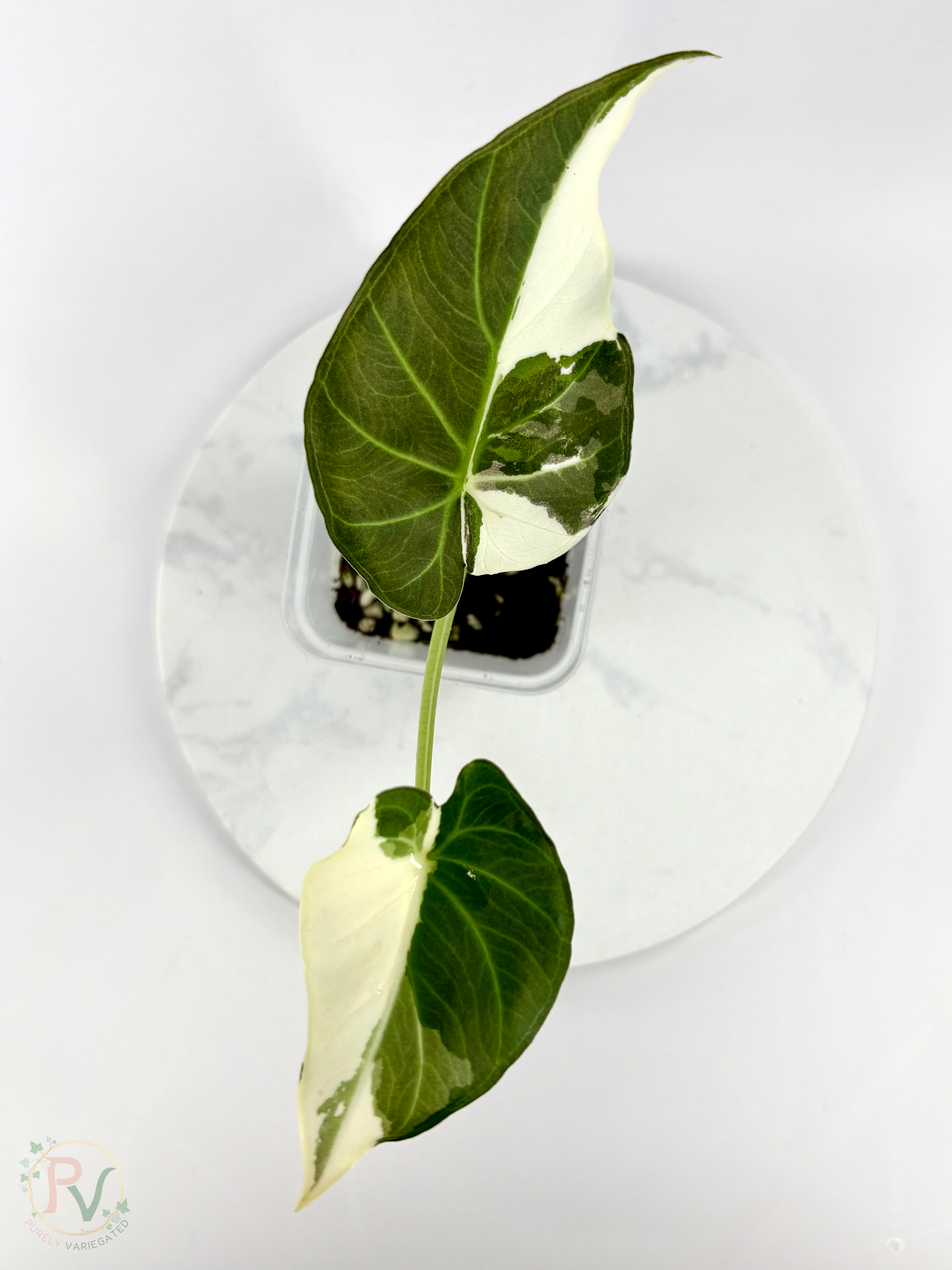 Regal Shield True Albo Alocasia 2 - Teen Size