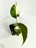 Regal Shield True Albo Alocasia 2 - Teen Size