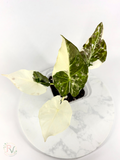 Regal Shield True Albo Alocasia - Teen Size
