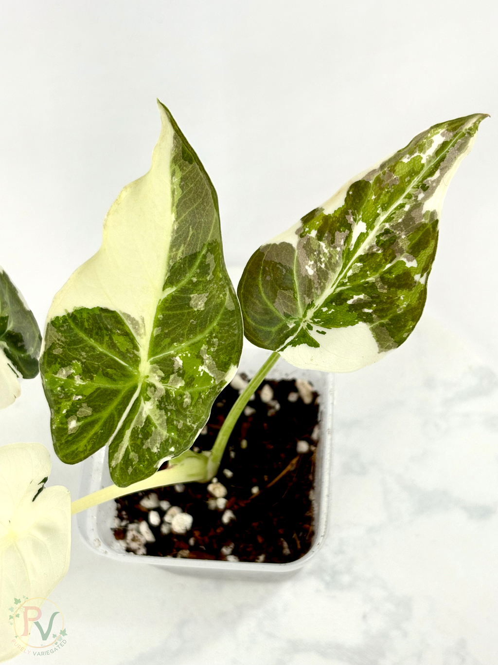 Regal Shield True Albo Alocasia - Teen Size