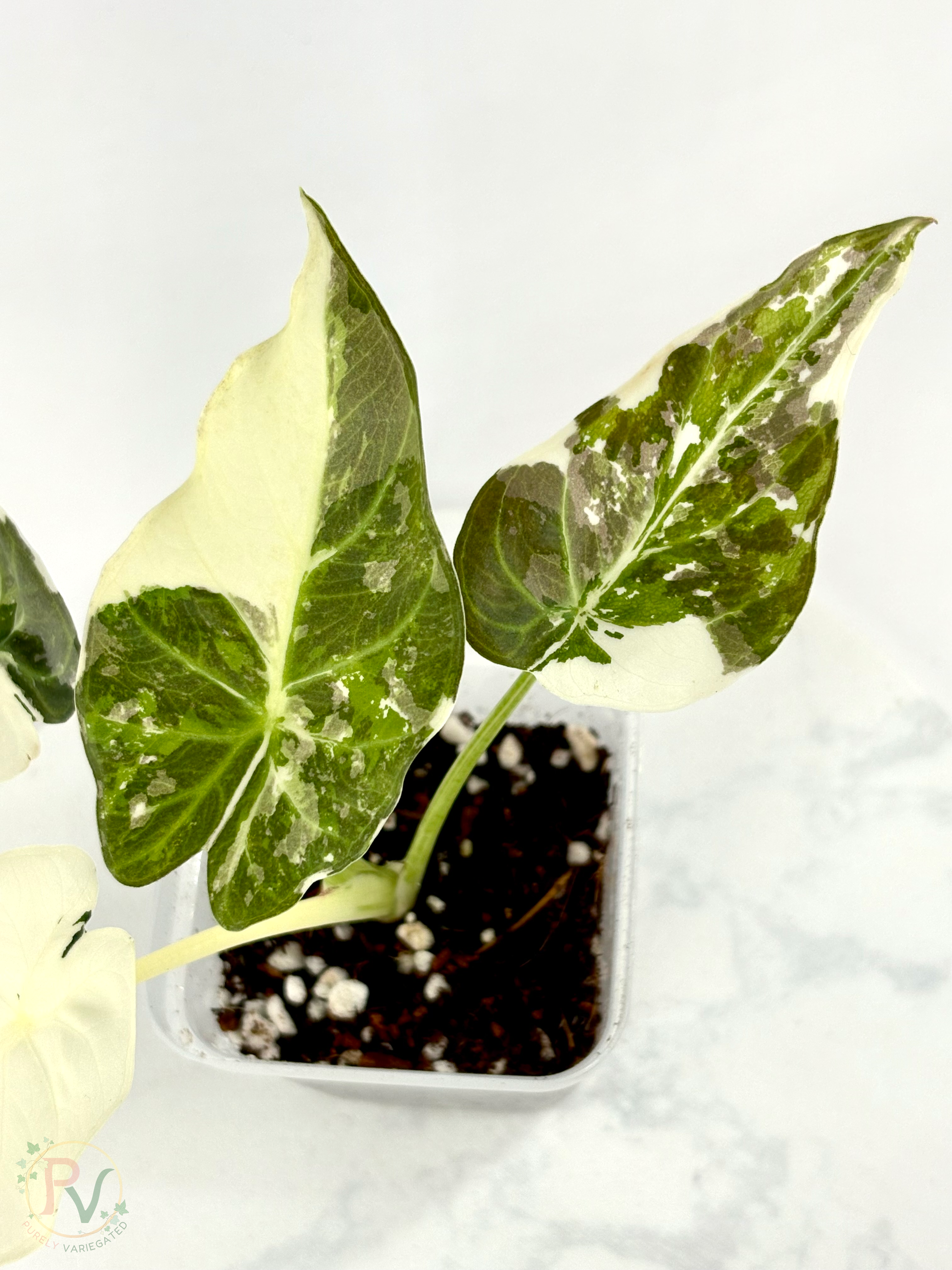 Regal Shield True Albo Alocasia - Teen Size
