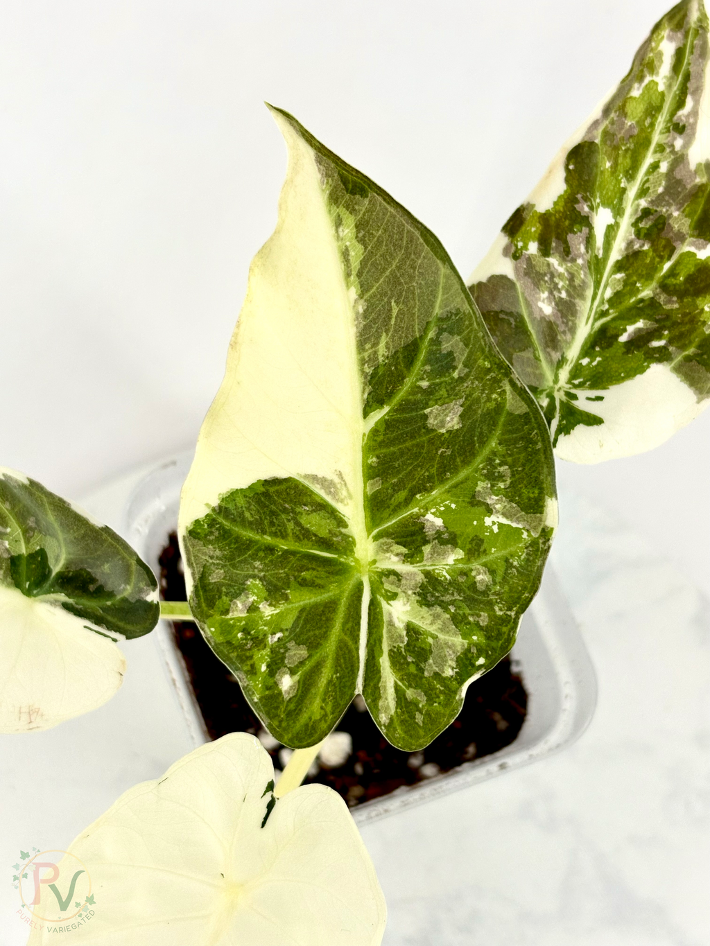 Regal Shield True Albo Alocasia - Teen Size