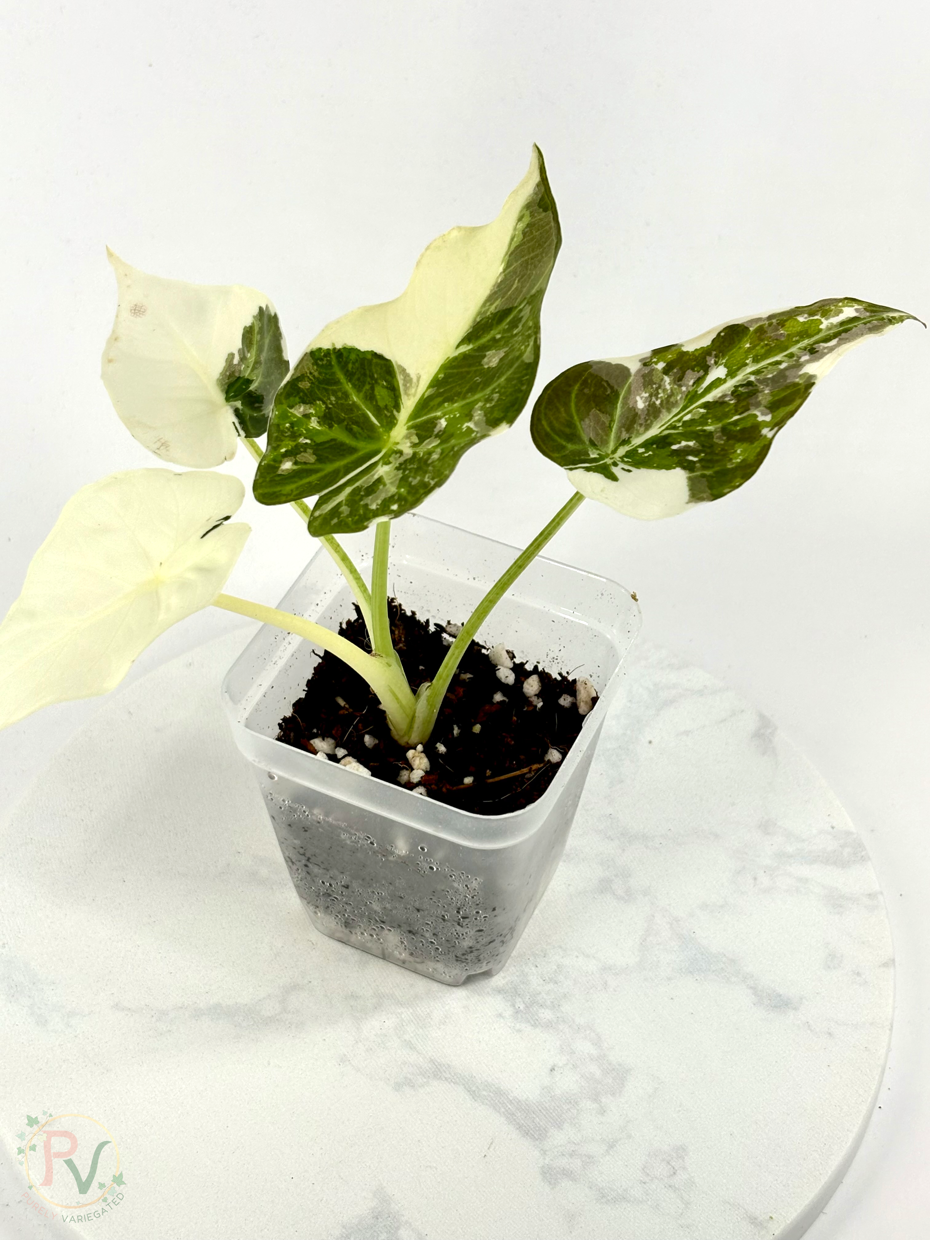Regal Shield True Albo Alocasia - Teen Size