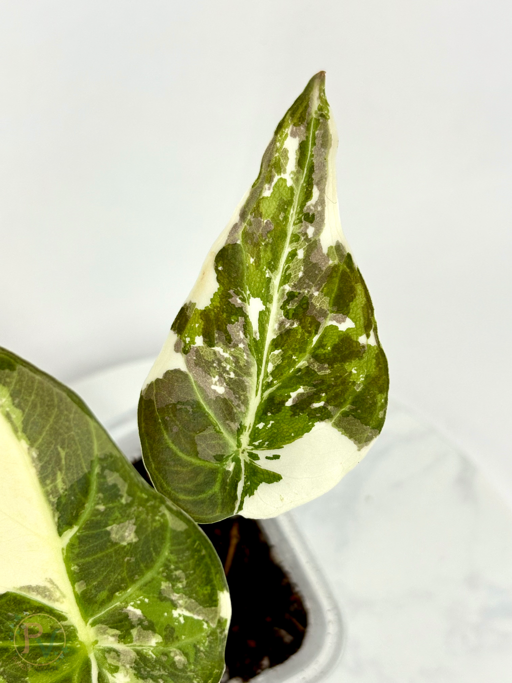 Regal Shield True Albo Alocasia - Teen Size