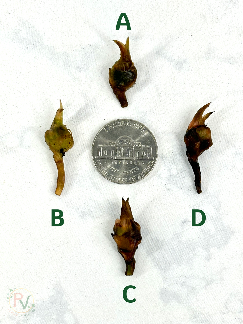 Sanderiana Bull Gold Corms