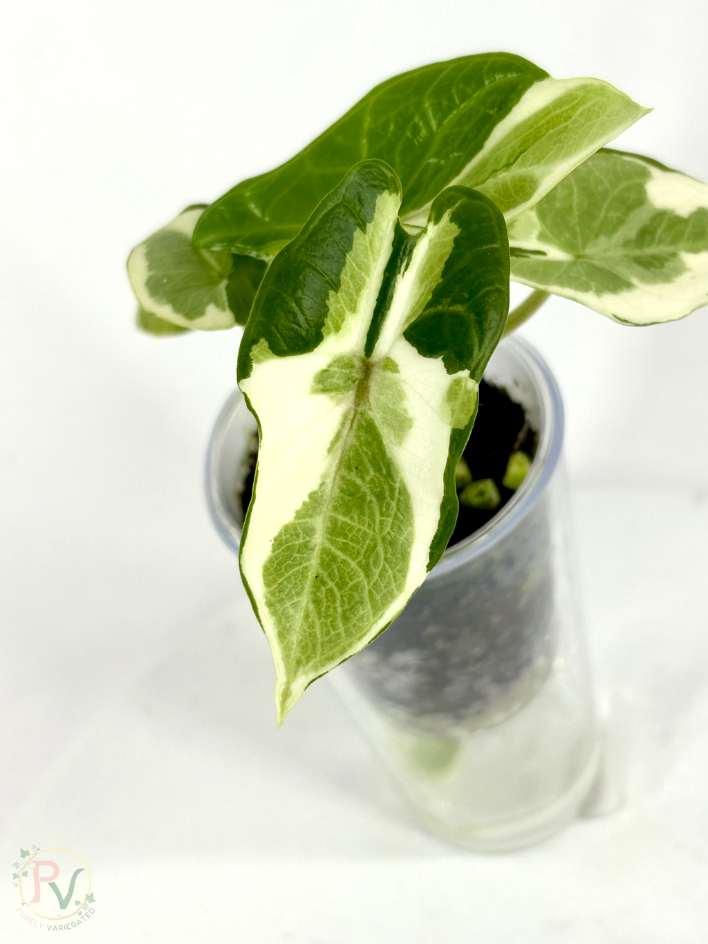 Scalprum Albo Lava Alocasia