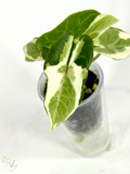 Scalprum Albo Lava Alocasia