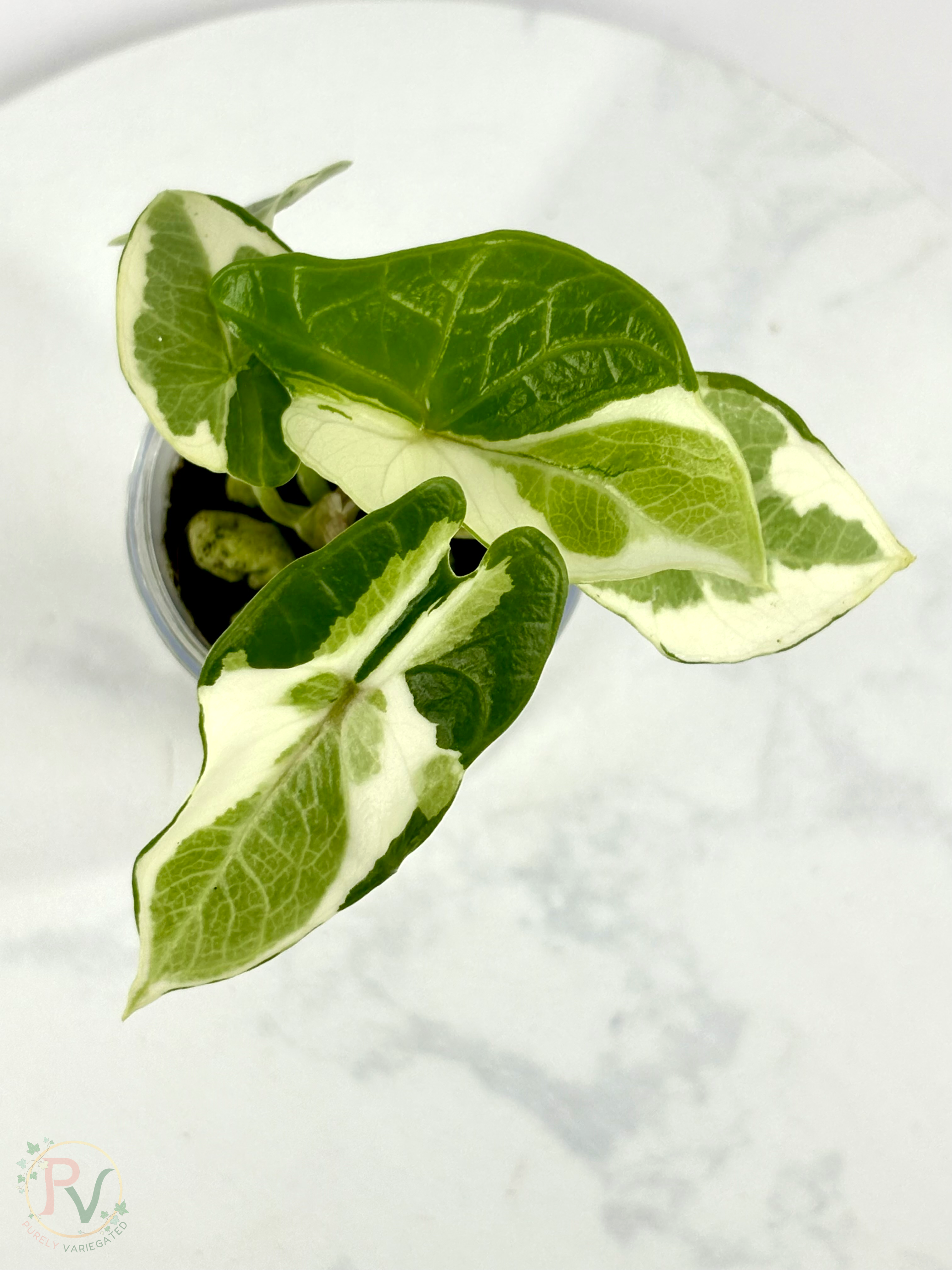 Scalprum Albo Lava Alocasia