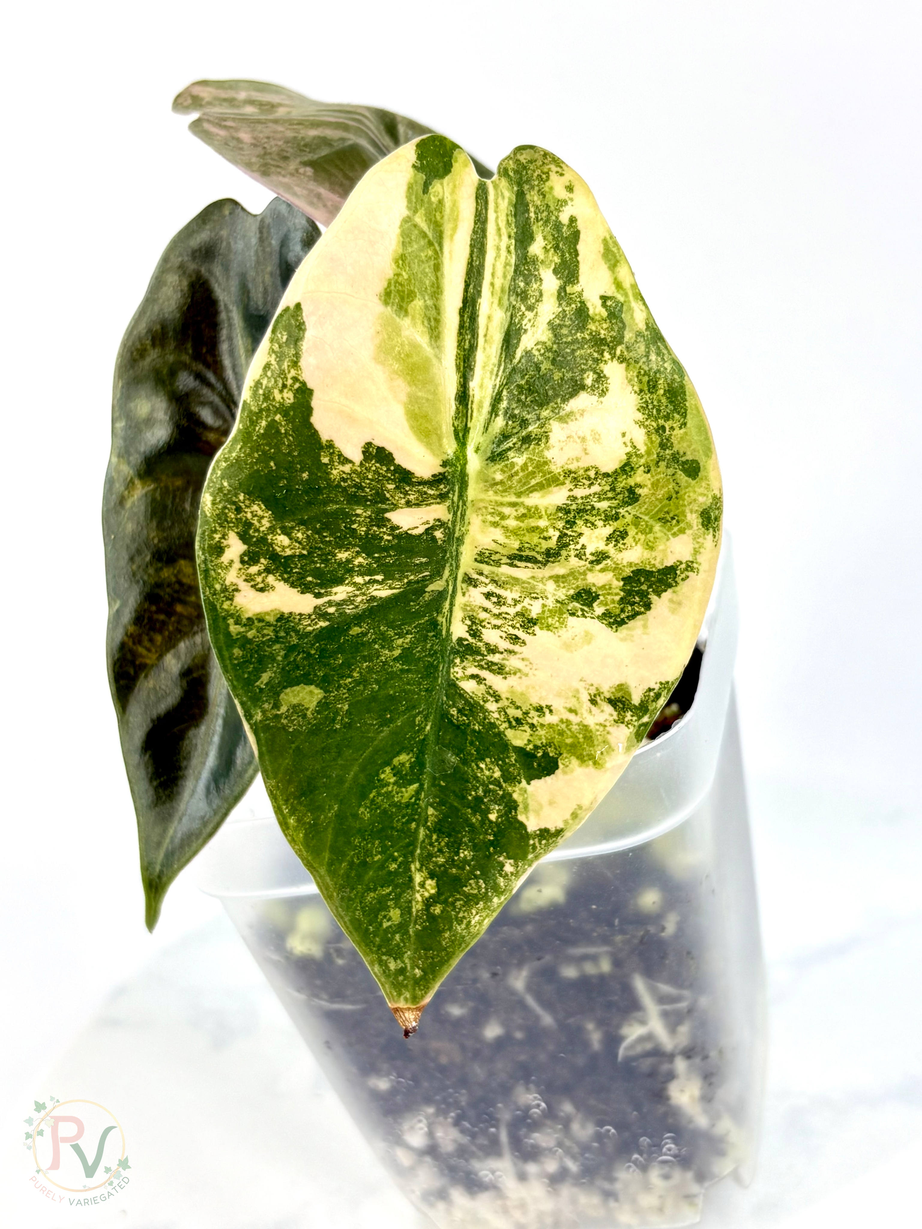 Sedenii Peachy Aurea Alocasia - Teen Size