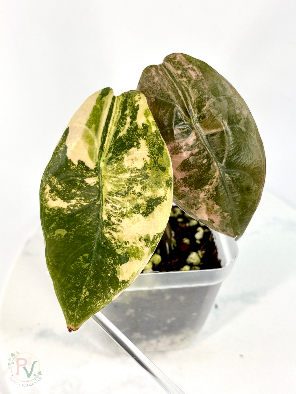 Sedenii Peachy Aurea Alocasia - Teen Size