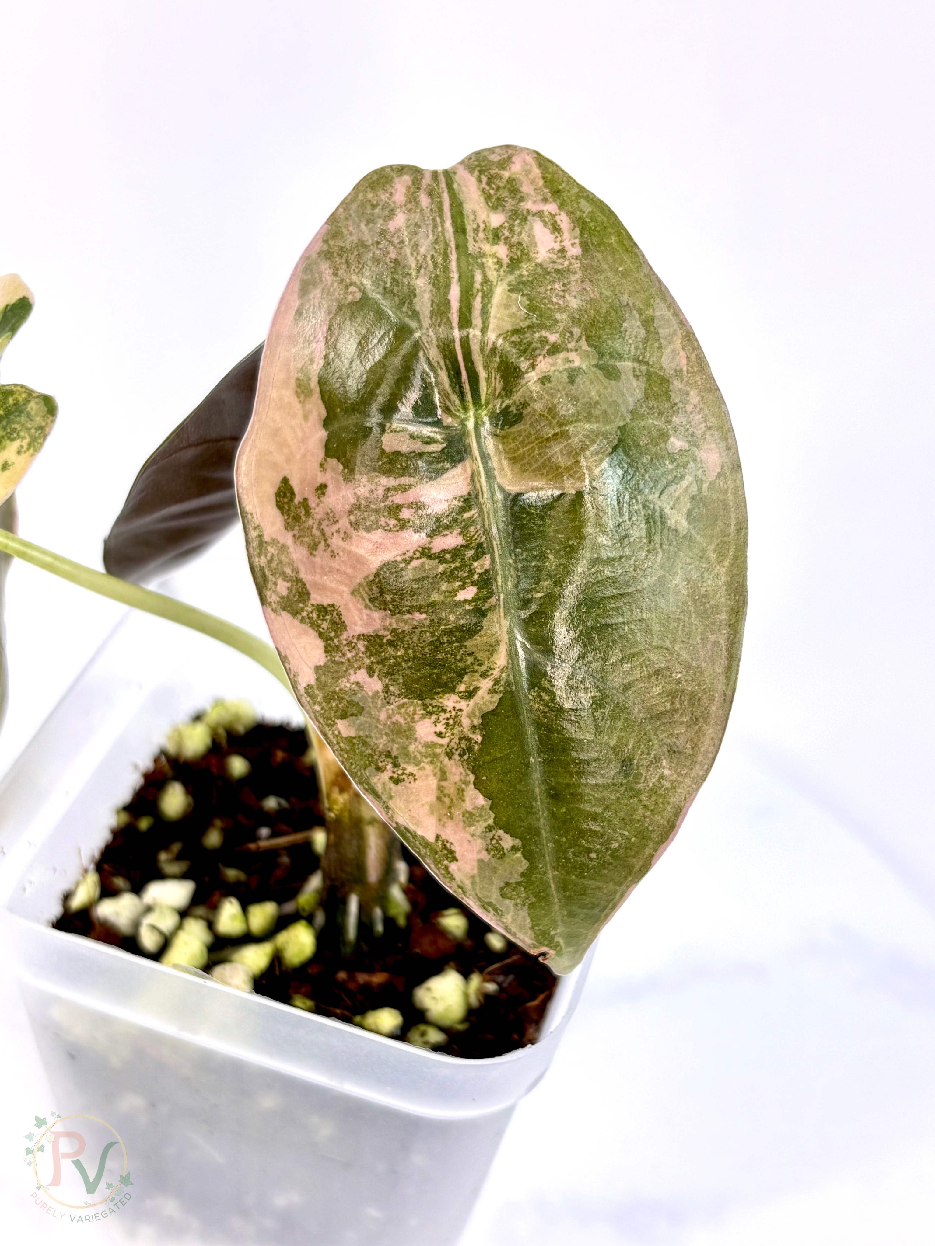 Sedenii Peachy Aurea Alocasia - Teen Size