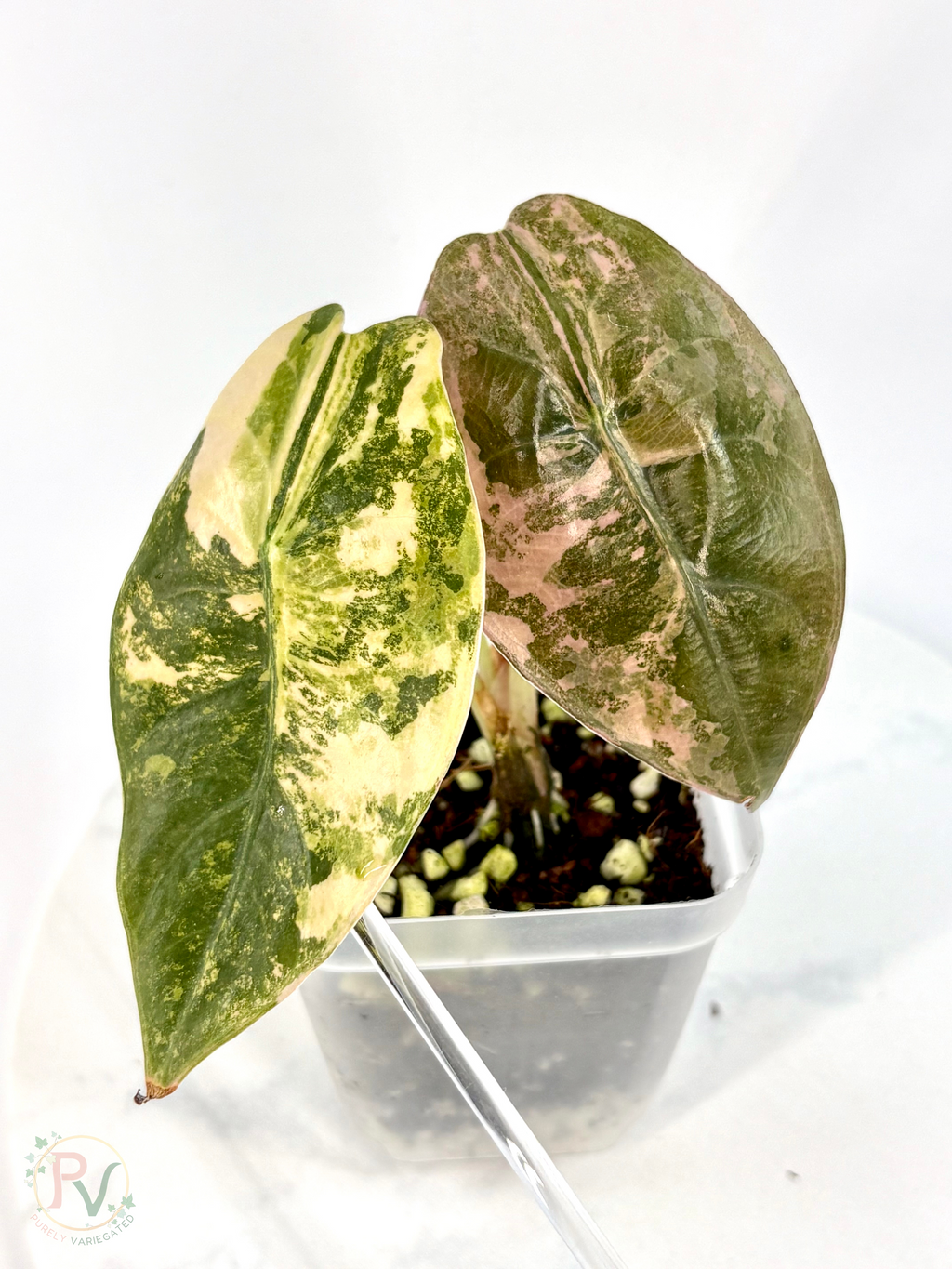 Sedenii Peachy Aurea Alocasia - Teen Size