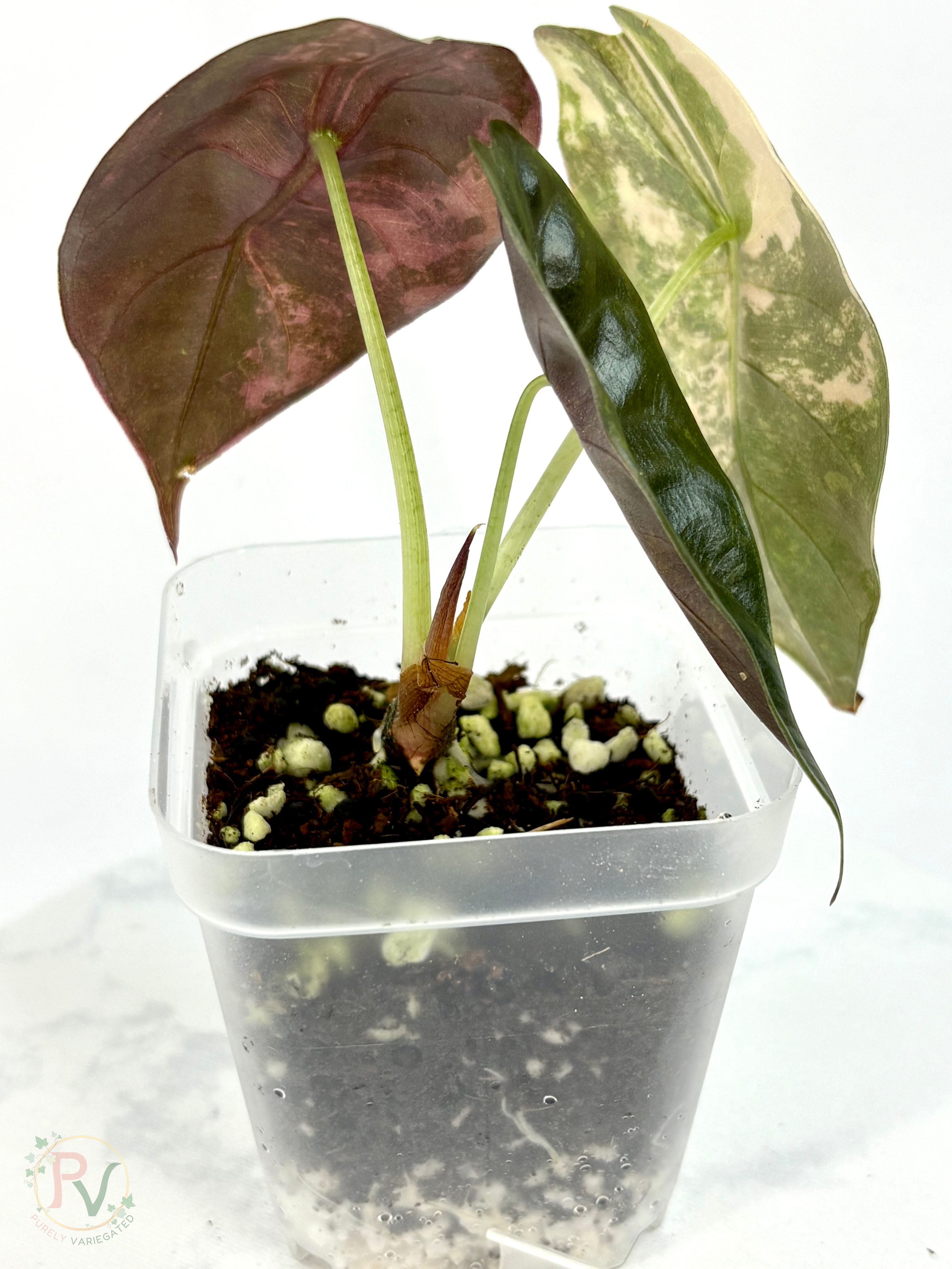 Sedenii Peachy Aurea Alocasia - Teen Size