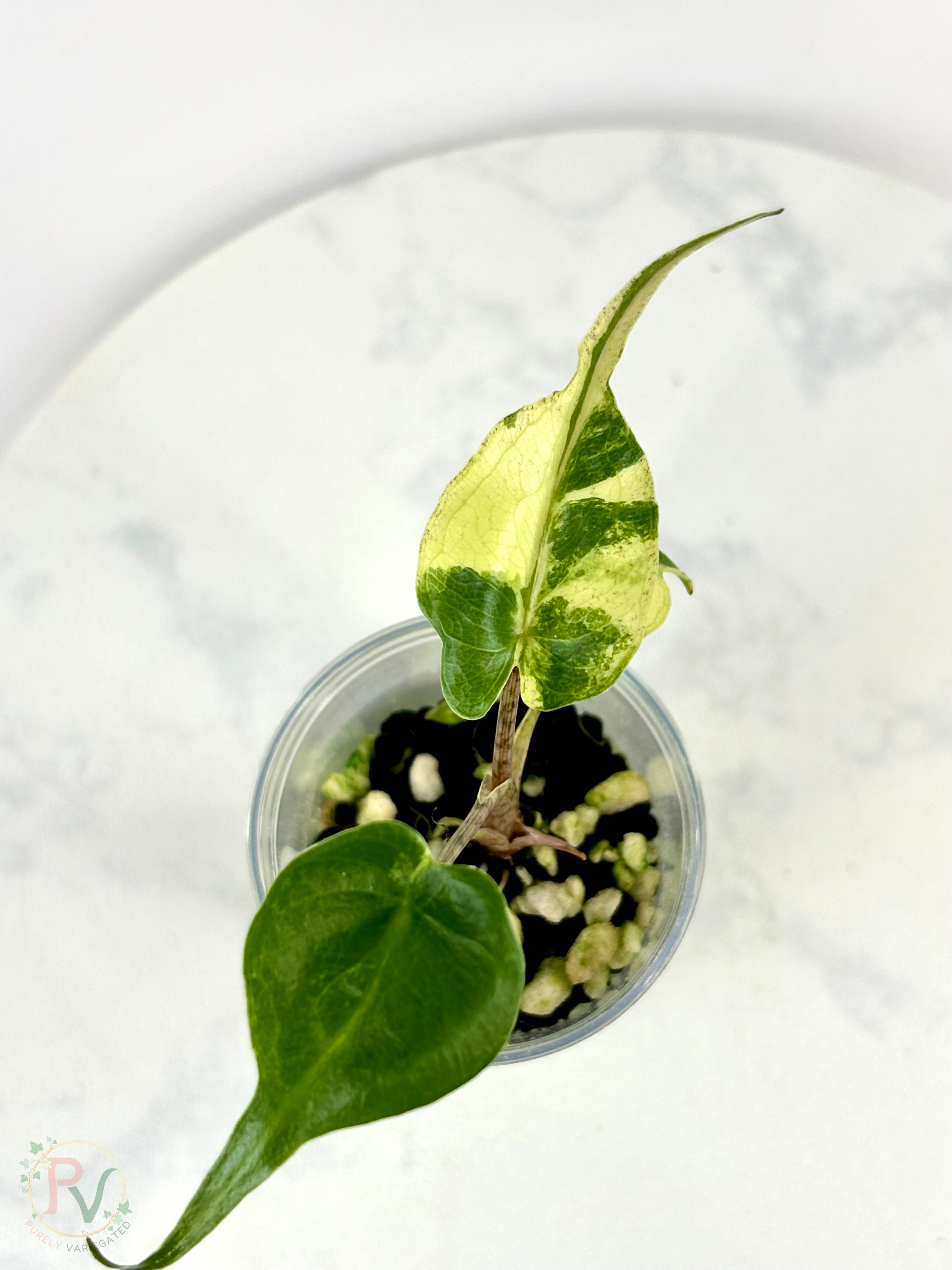 Aurea Stingray Alocasia