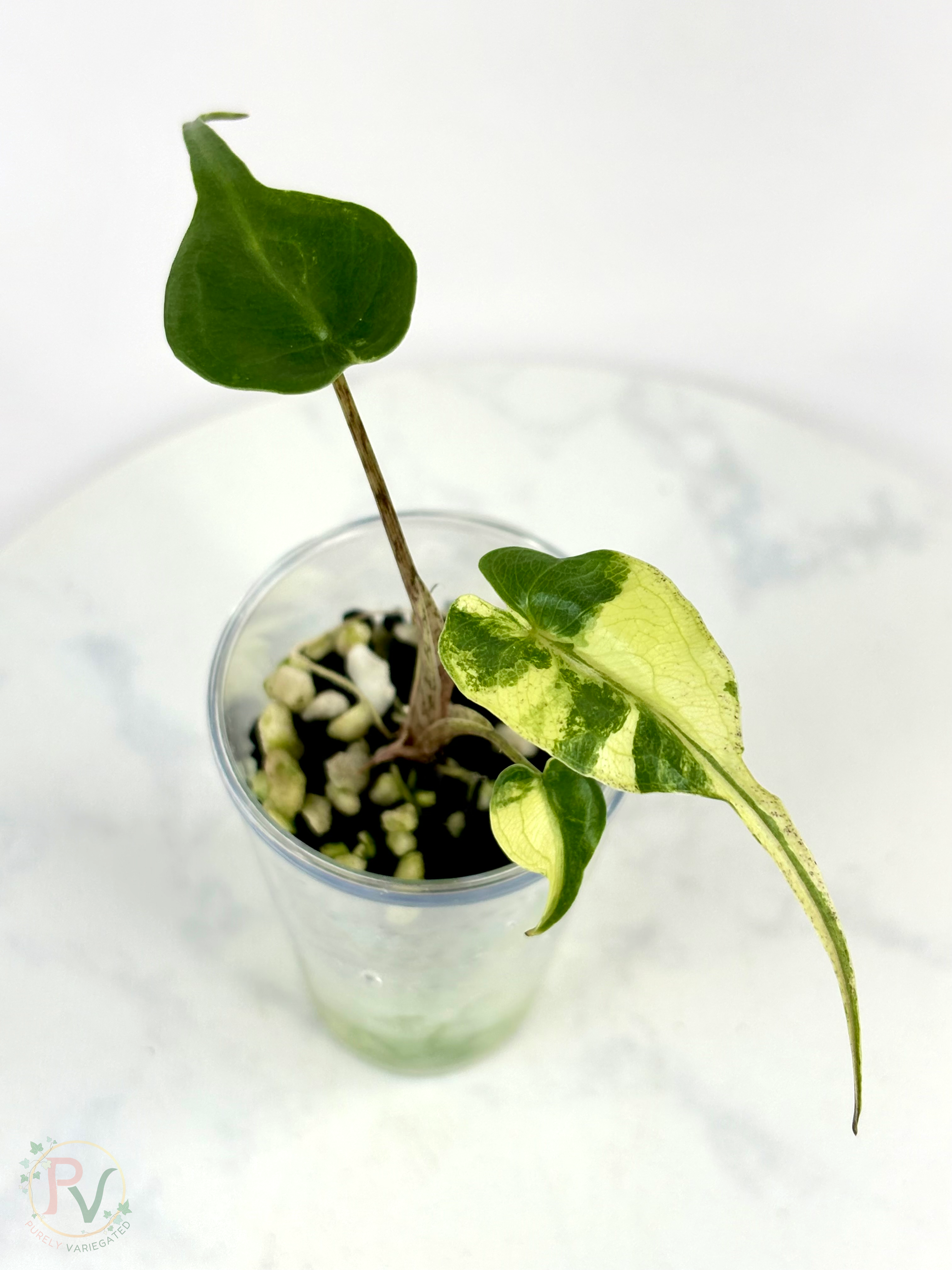 Aurea Stingray Alocasia