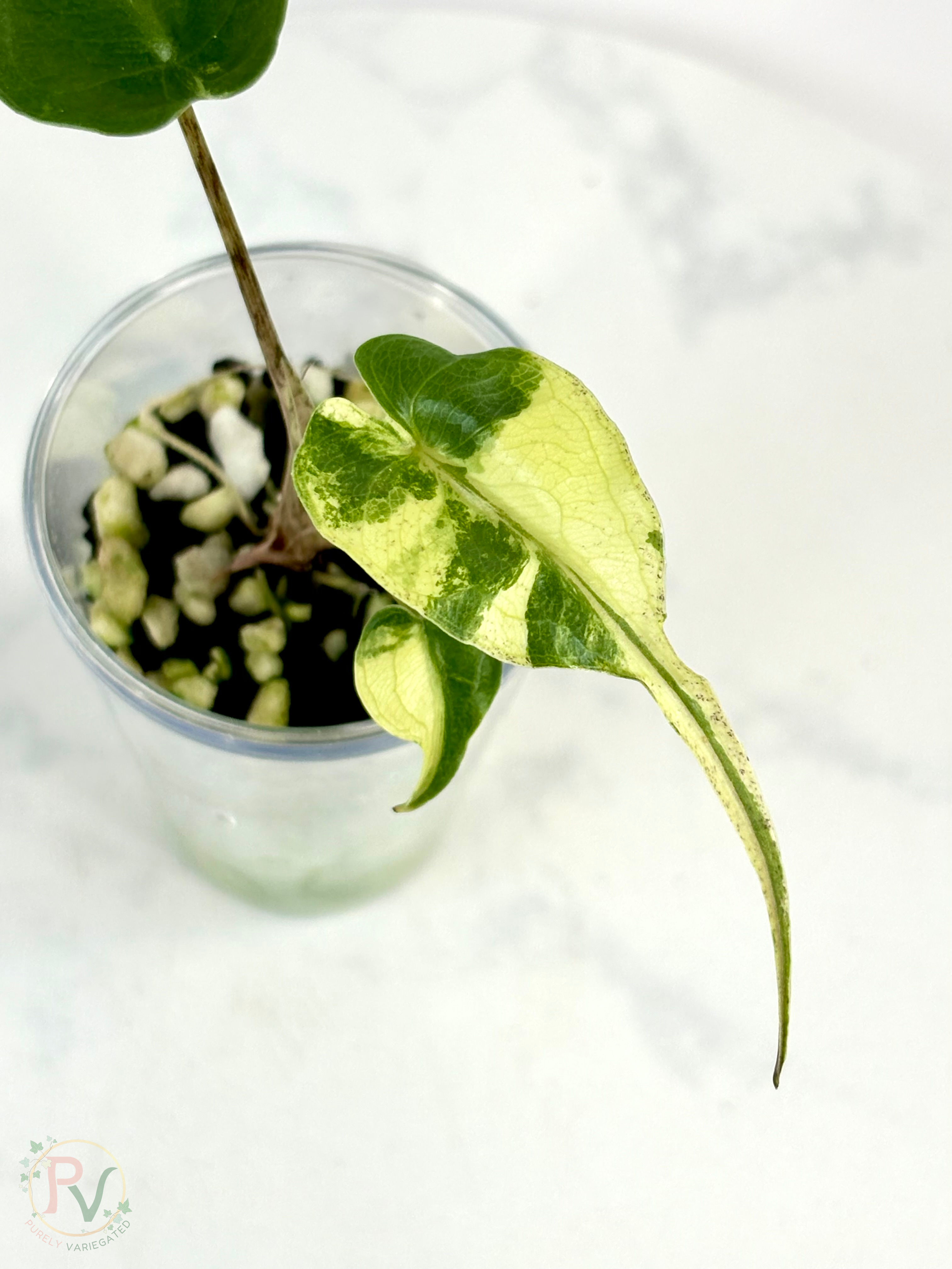 Aurea Stingray Alocasia