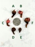 Stingray Aurea Corms