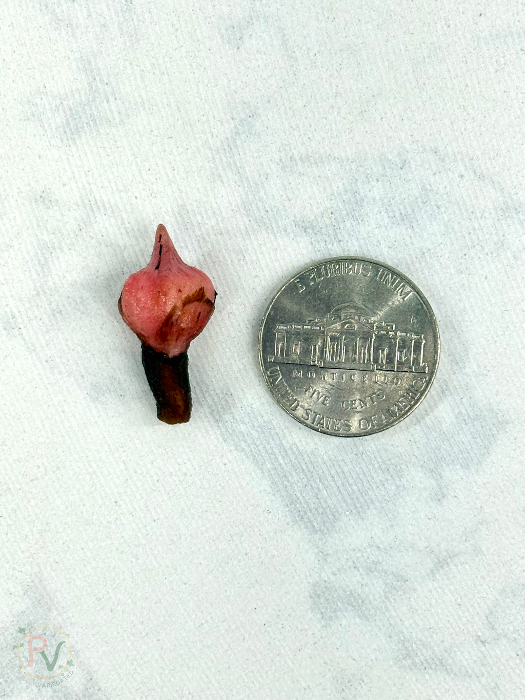 Stingray Mint Corms
