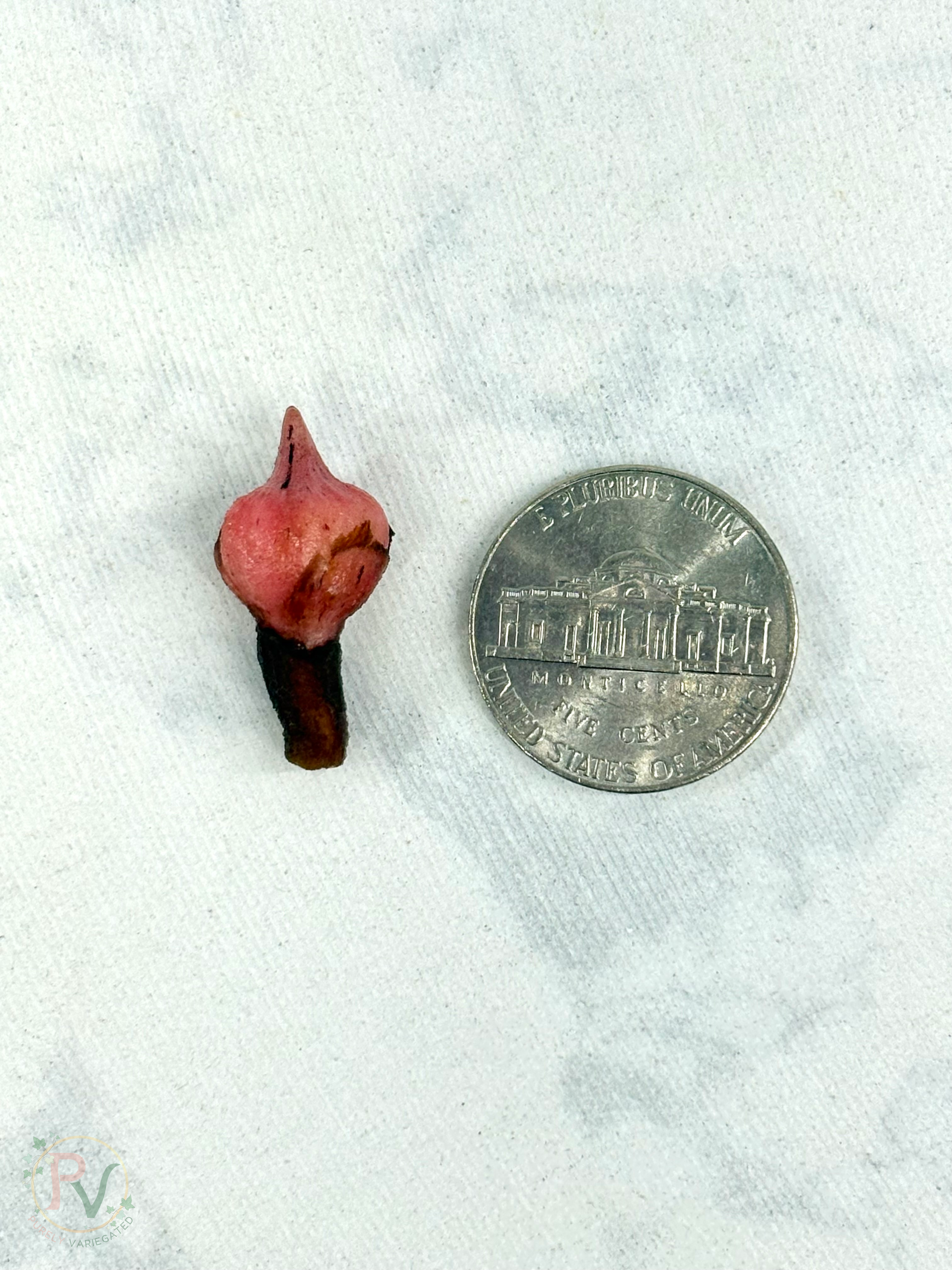 Stingray Mint Corms
