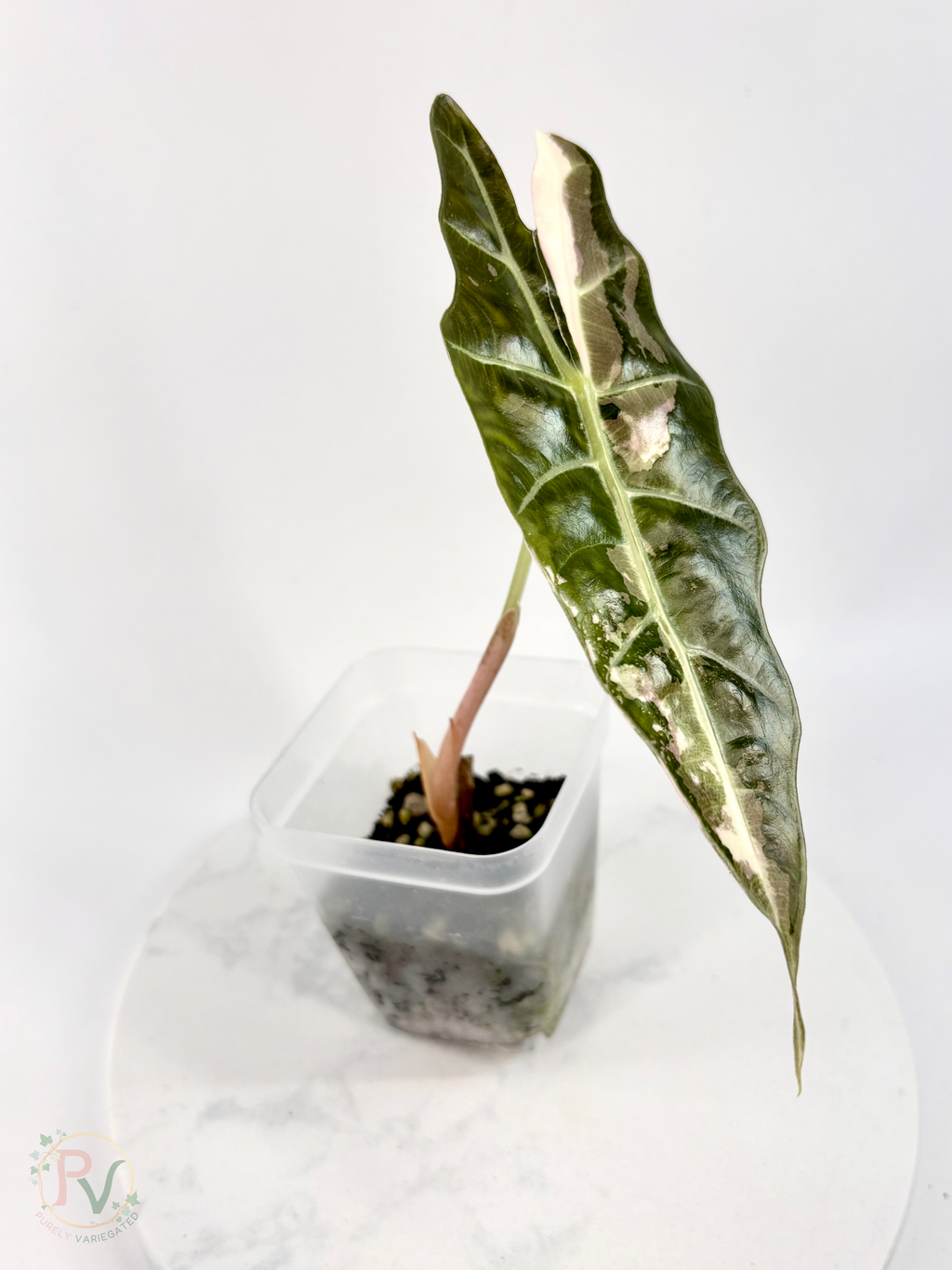 True Pink/Pink Bull Sanderiana Amazonica Alocasia - Teen Size 2