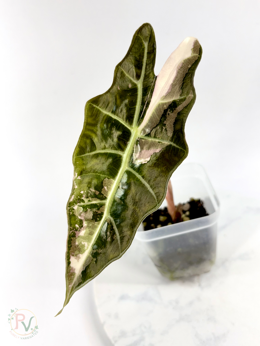 True Pink/Pink Bull Sanderiana Amazonica Alocasia - Teen Size 2