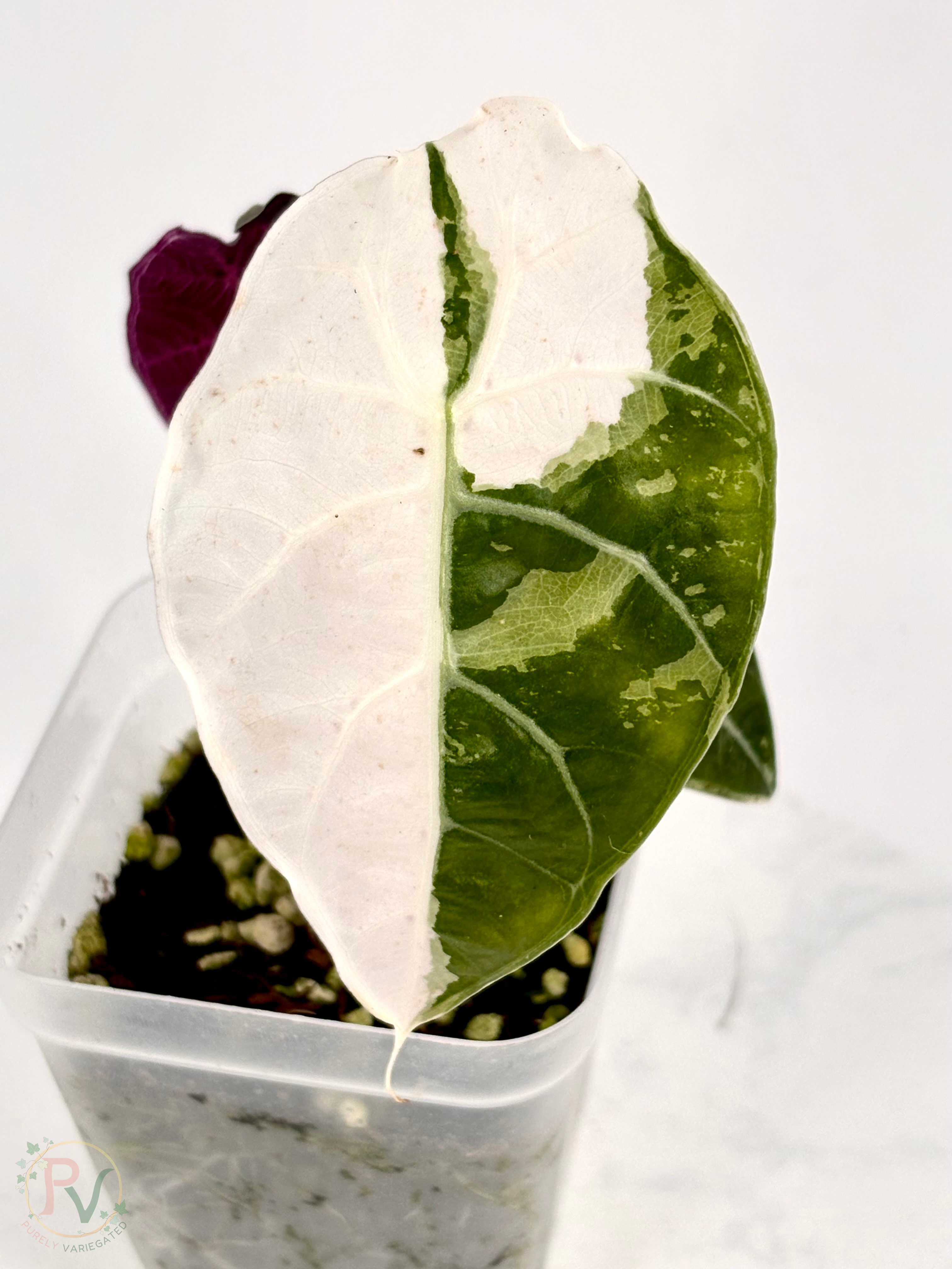 True Pink Watsoniana Doff Alocasia - Teen Size