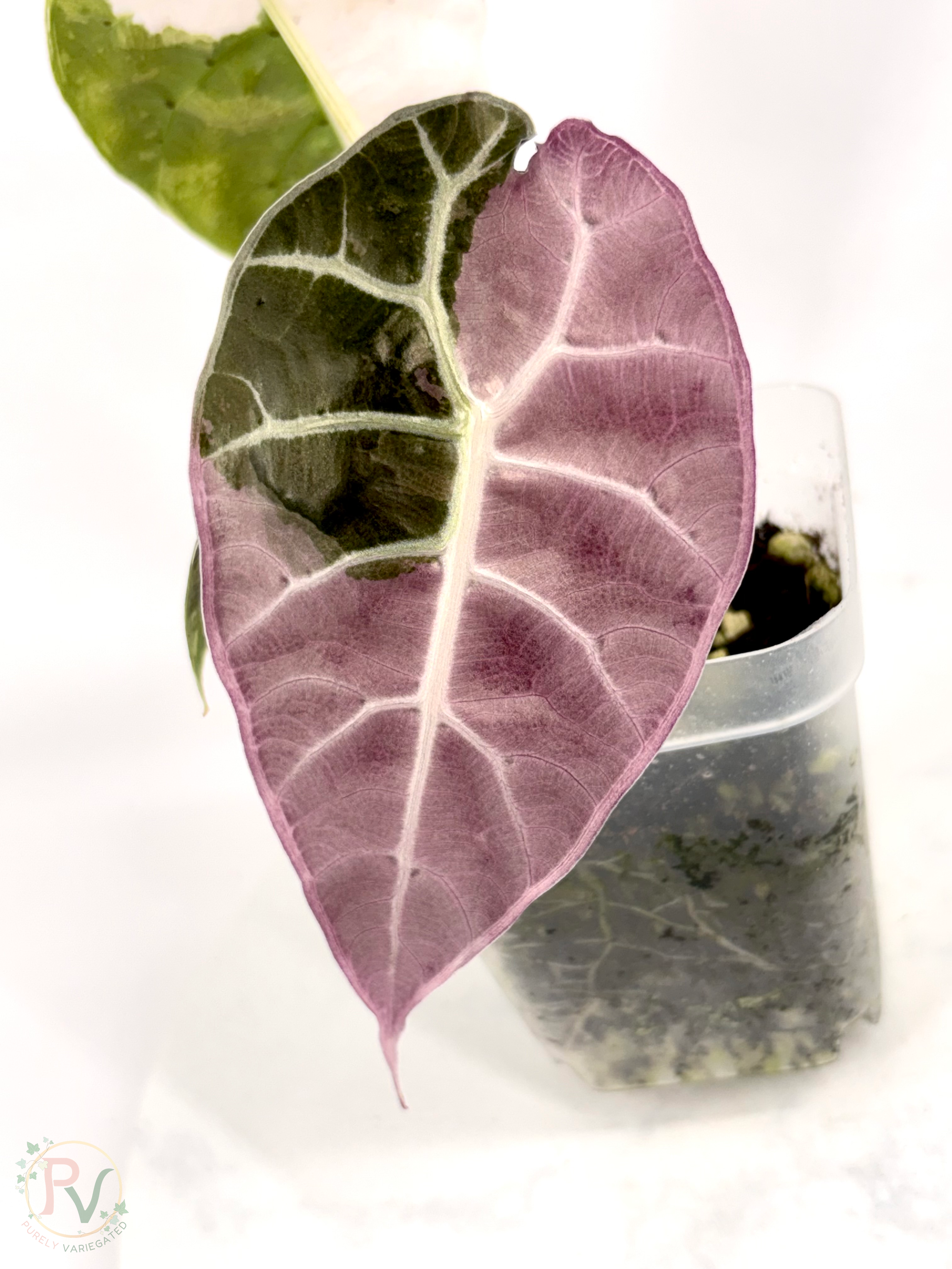 True Pink Watsoniana Doff Alocasia - Teen Size