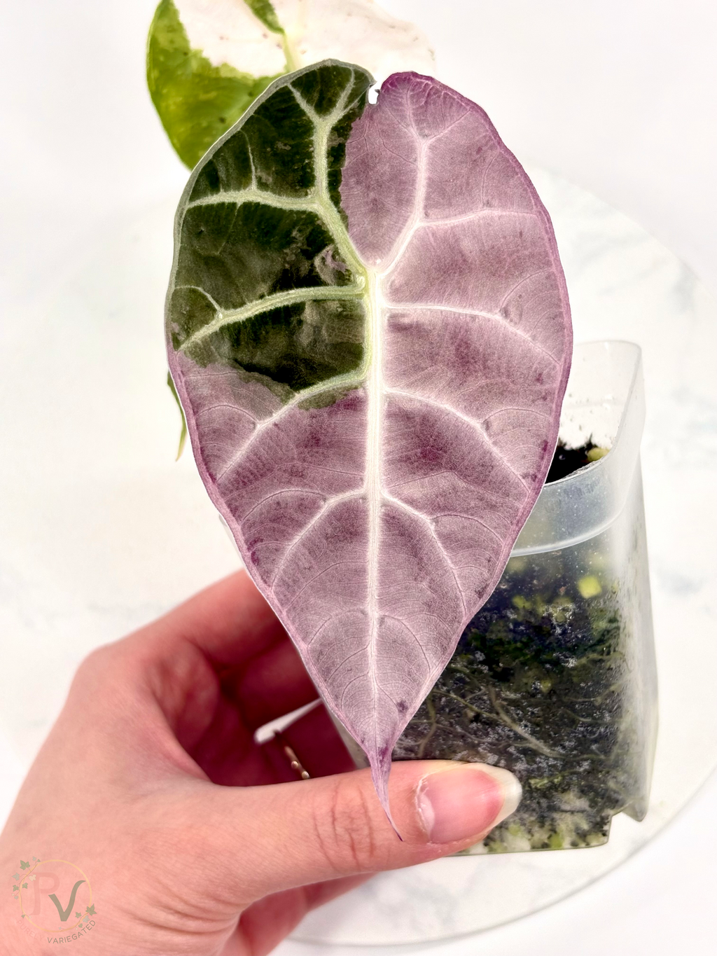 True Pink Watsoniana Doff Alocasia - Teen Size