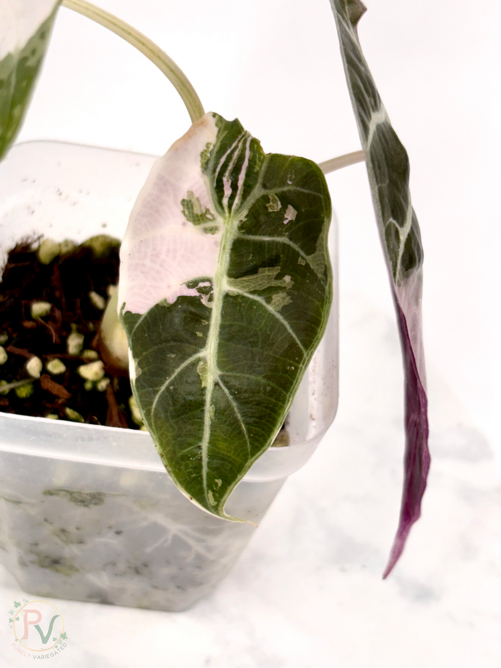 True Pink Watsoniana Doff Alocasia - Teen Size